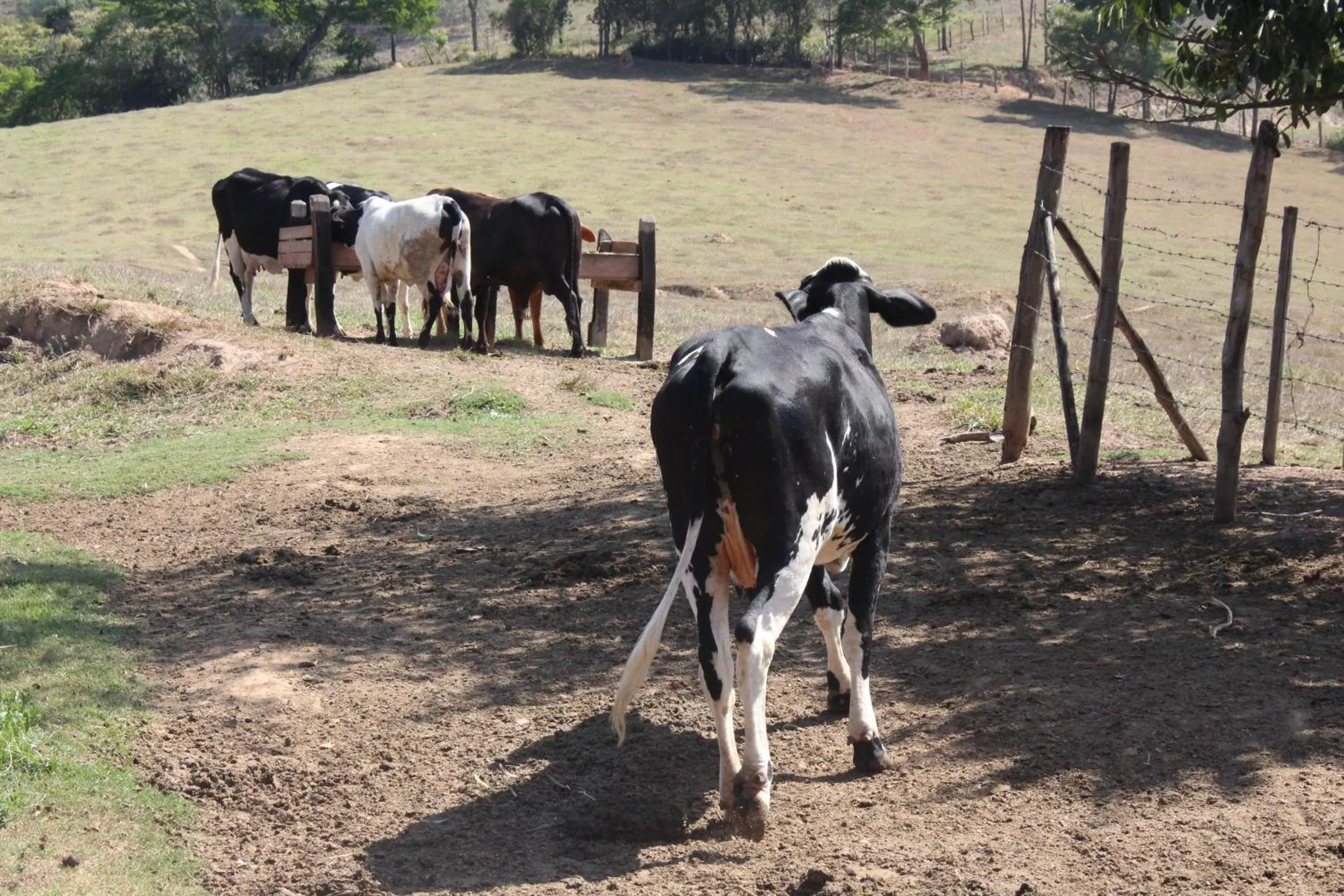 Animals in Hotel Fazenda Vista Alegre