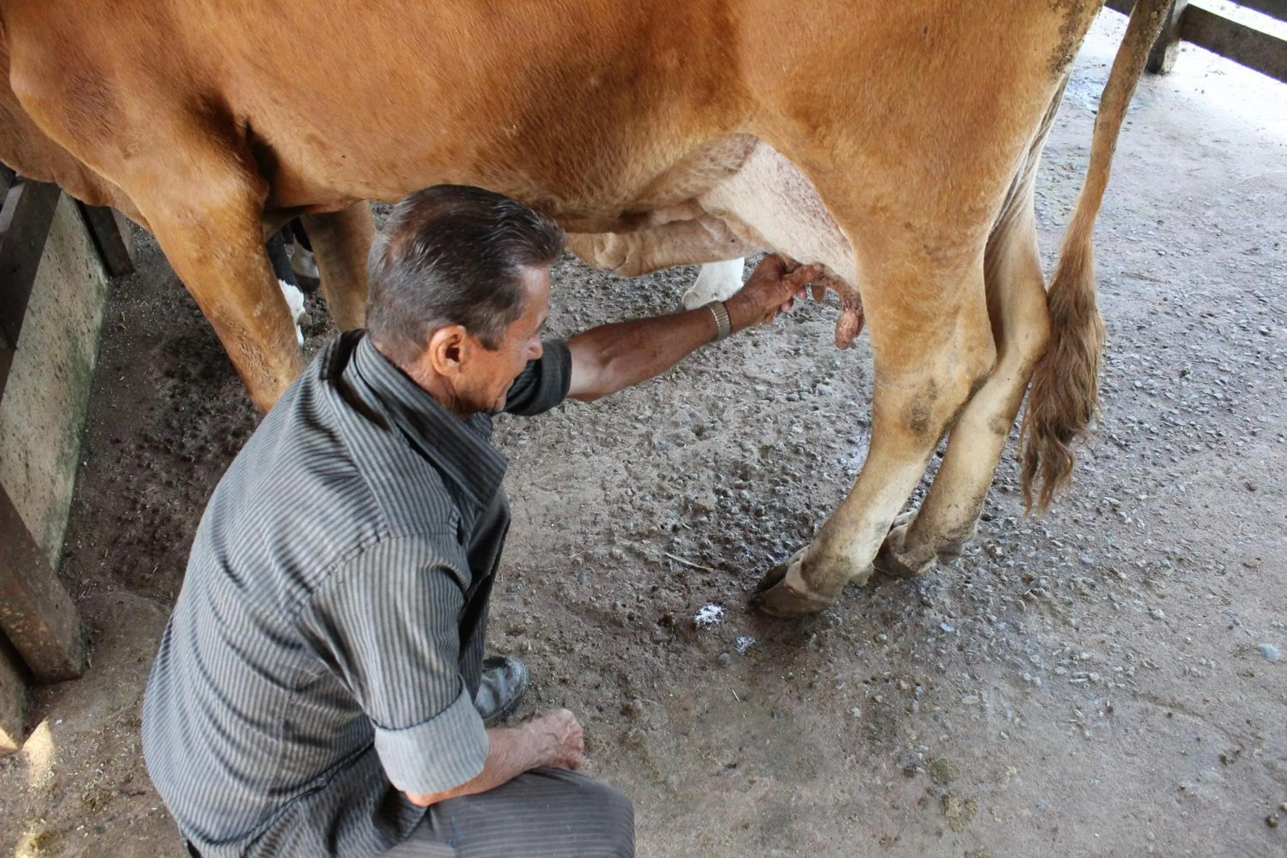 Animals in Hotel Fazenda Vista Alegre