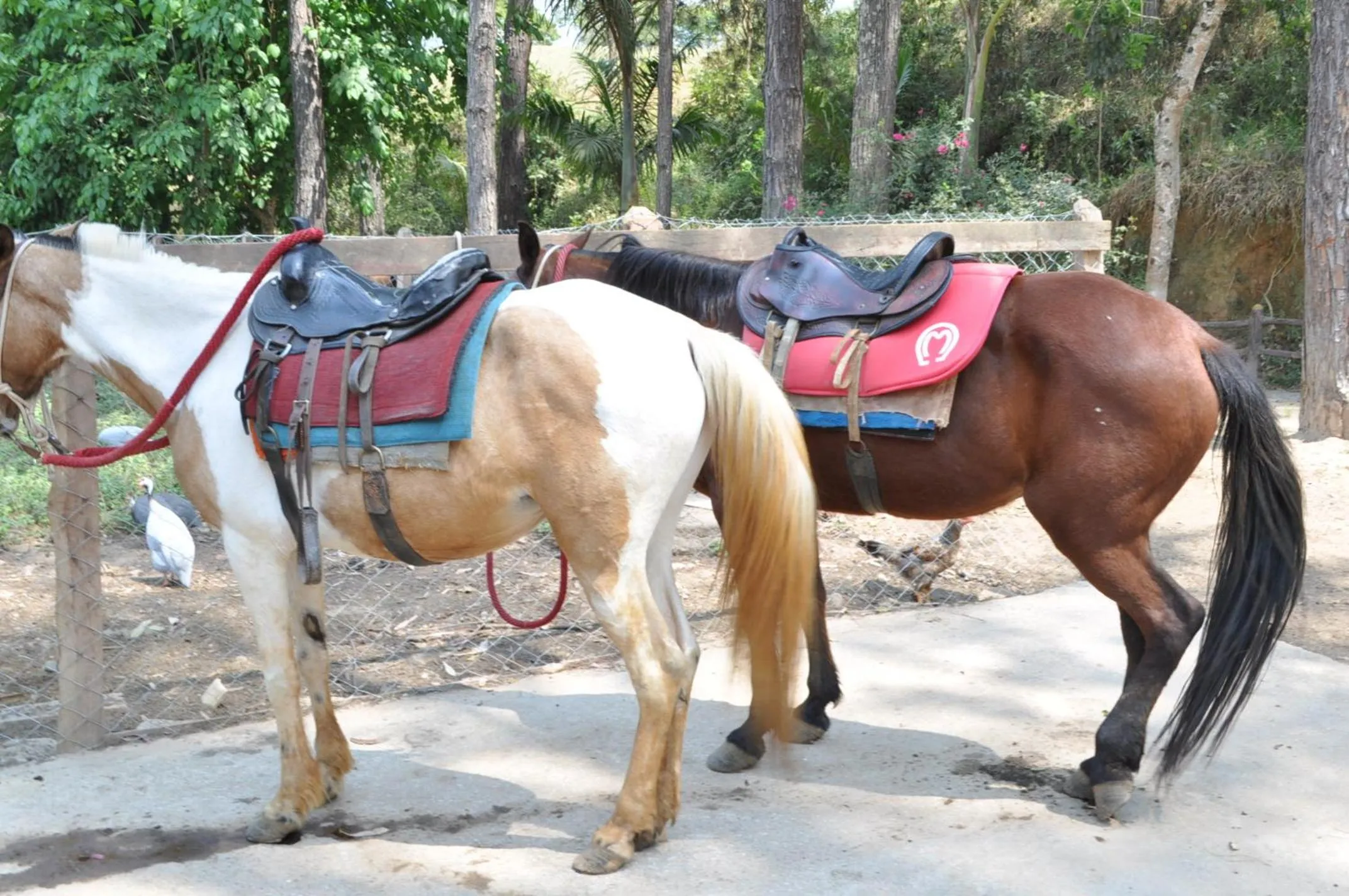 Animals in Hotel Fazenda Vista Alegre