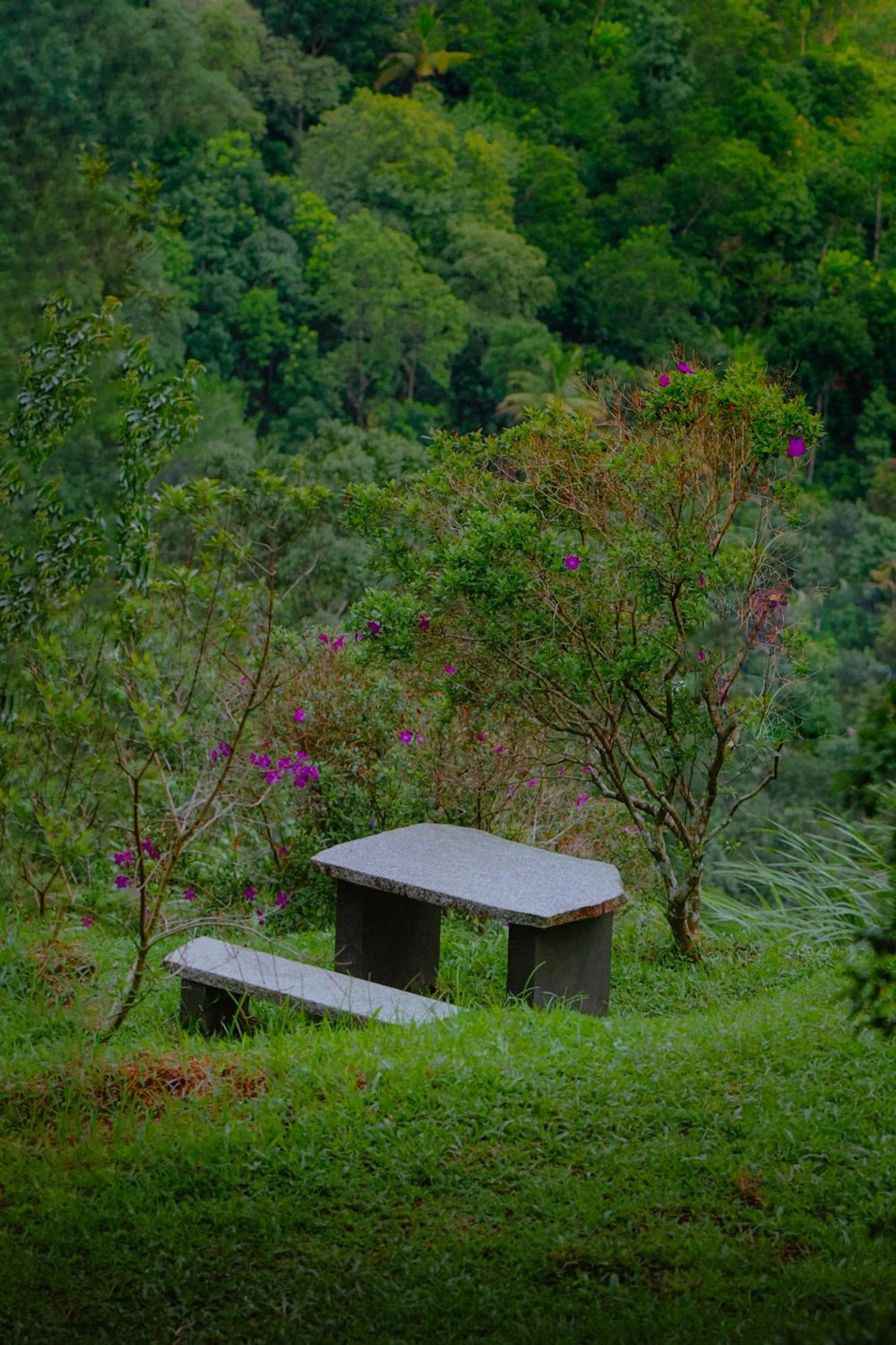 Garden view in Haze and Kites Resort Munnar