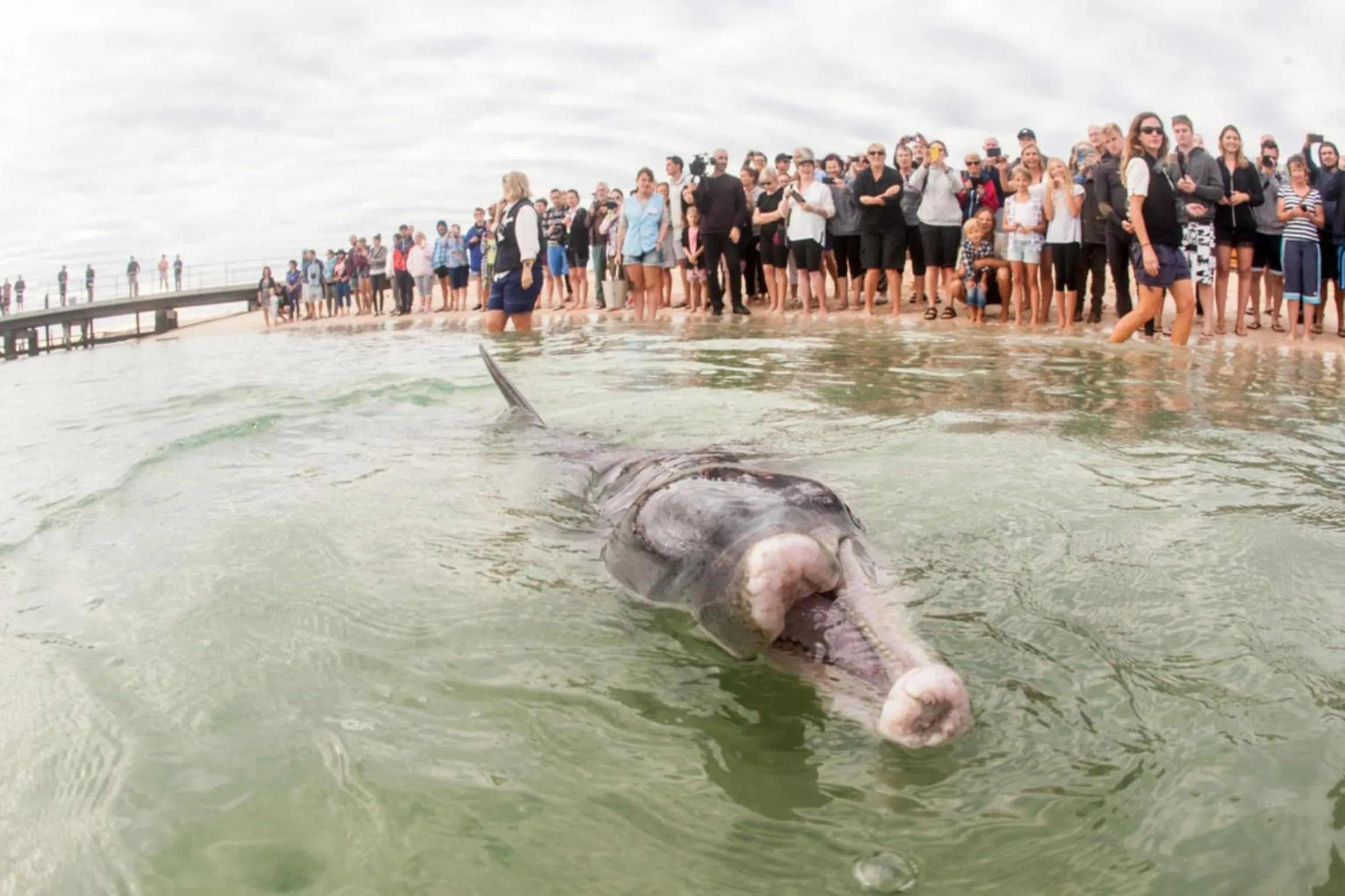 Beach in RAC Monkey Mia Dolphin Resort
