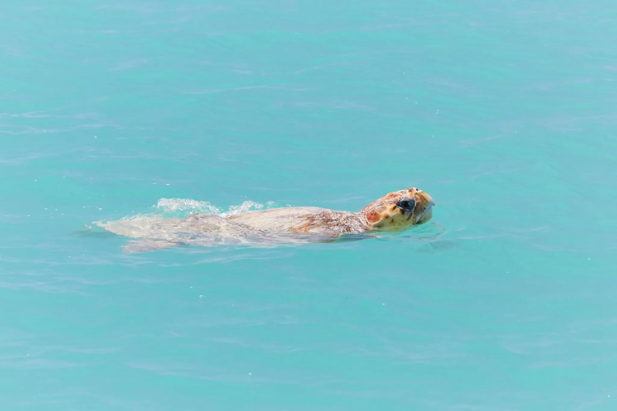 Animals in RAC Monkey Mia Dolphin Resort