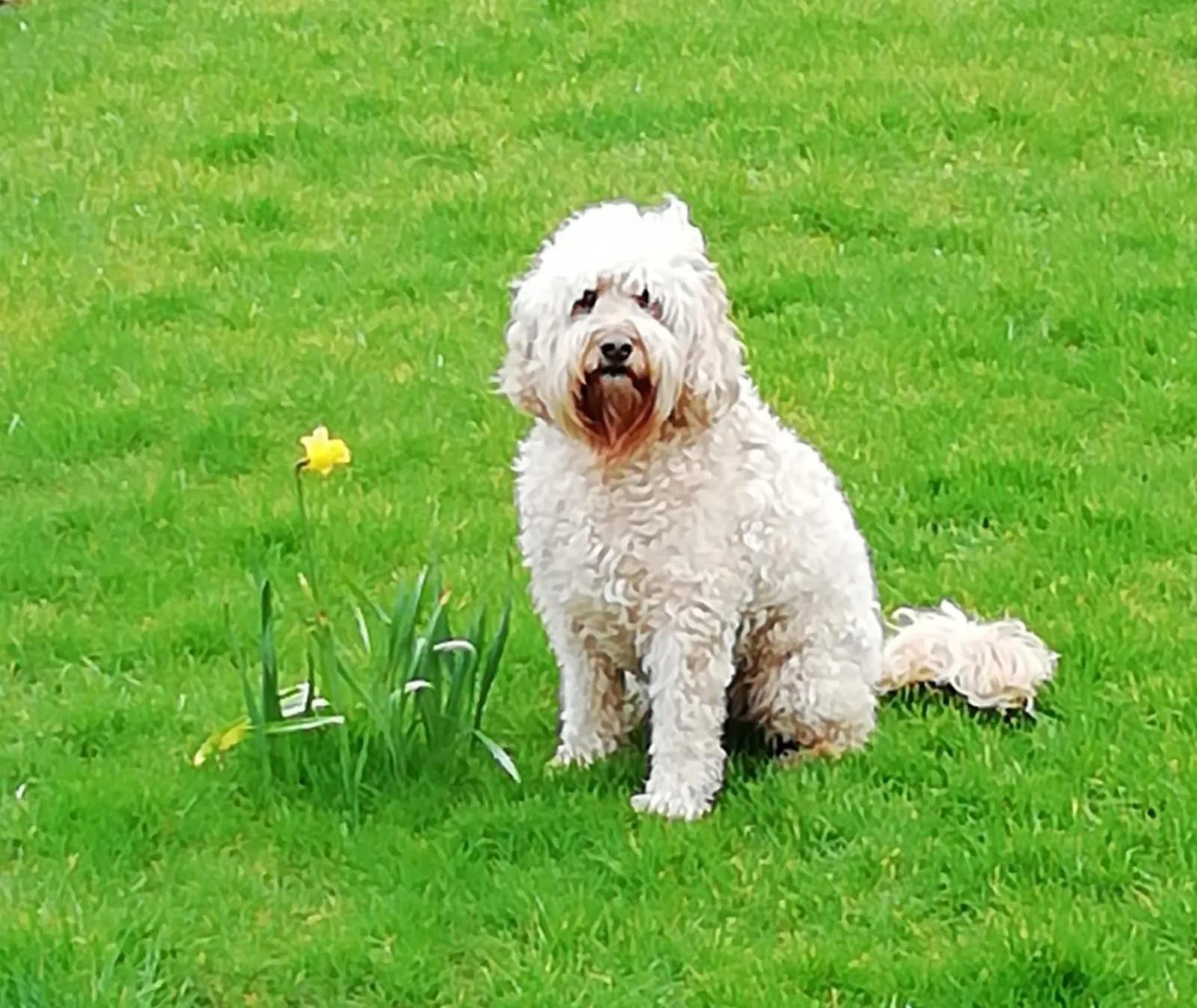 Pets in Murphy's Guesthouse