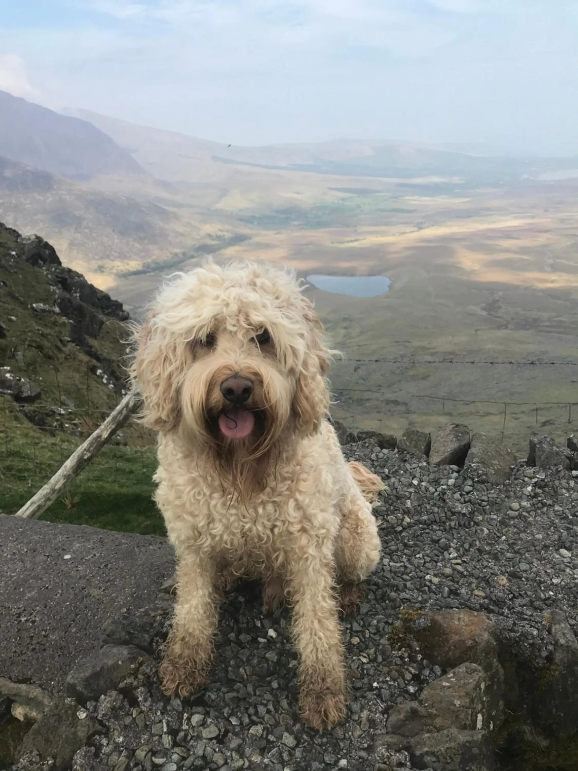 Pets in Murphy's Guesthouse