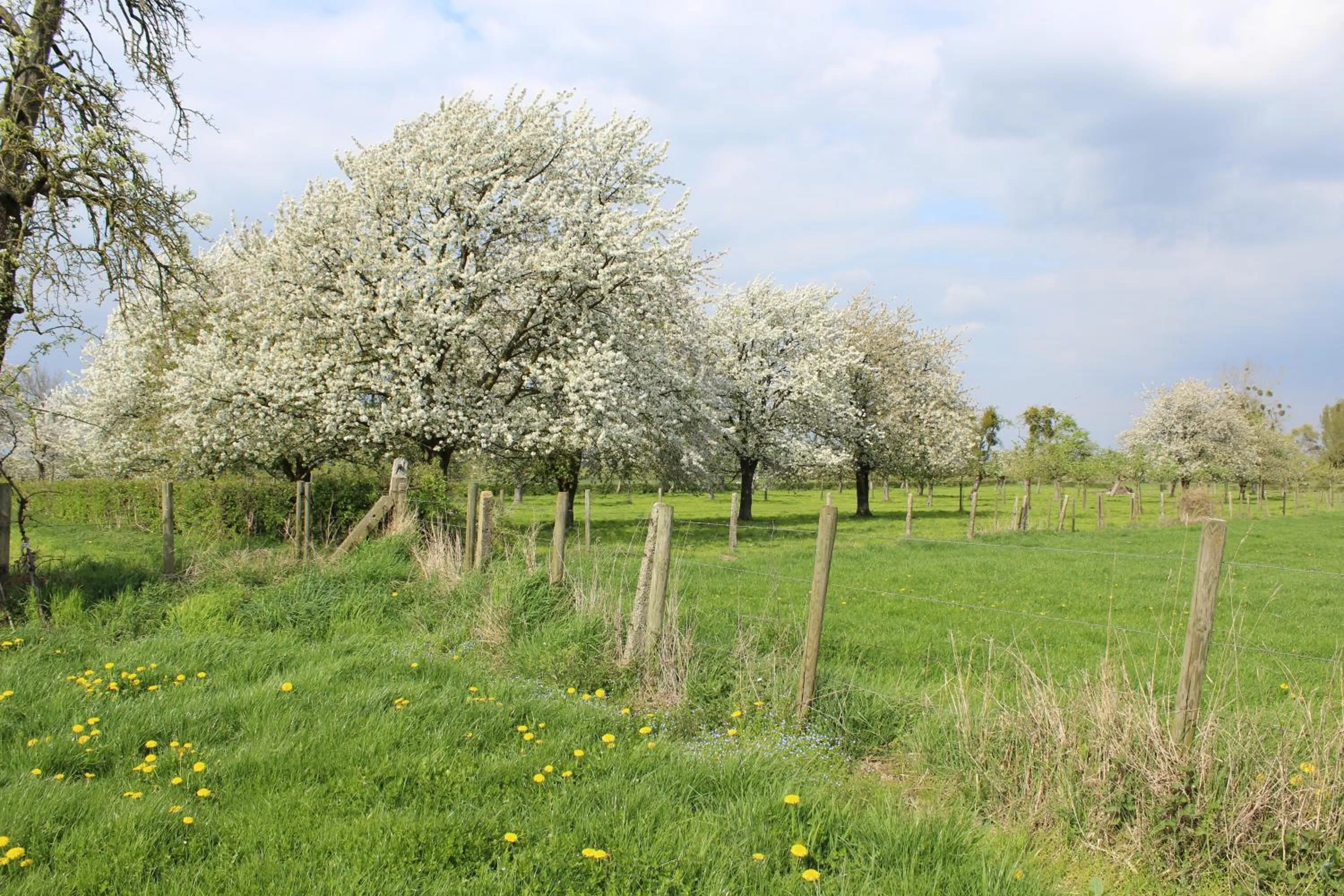 Natural landscape in B&B De Vroling