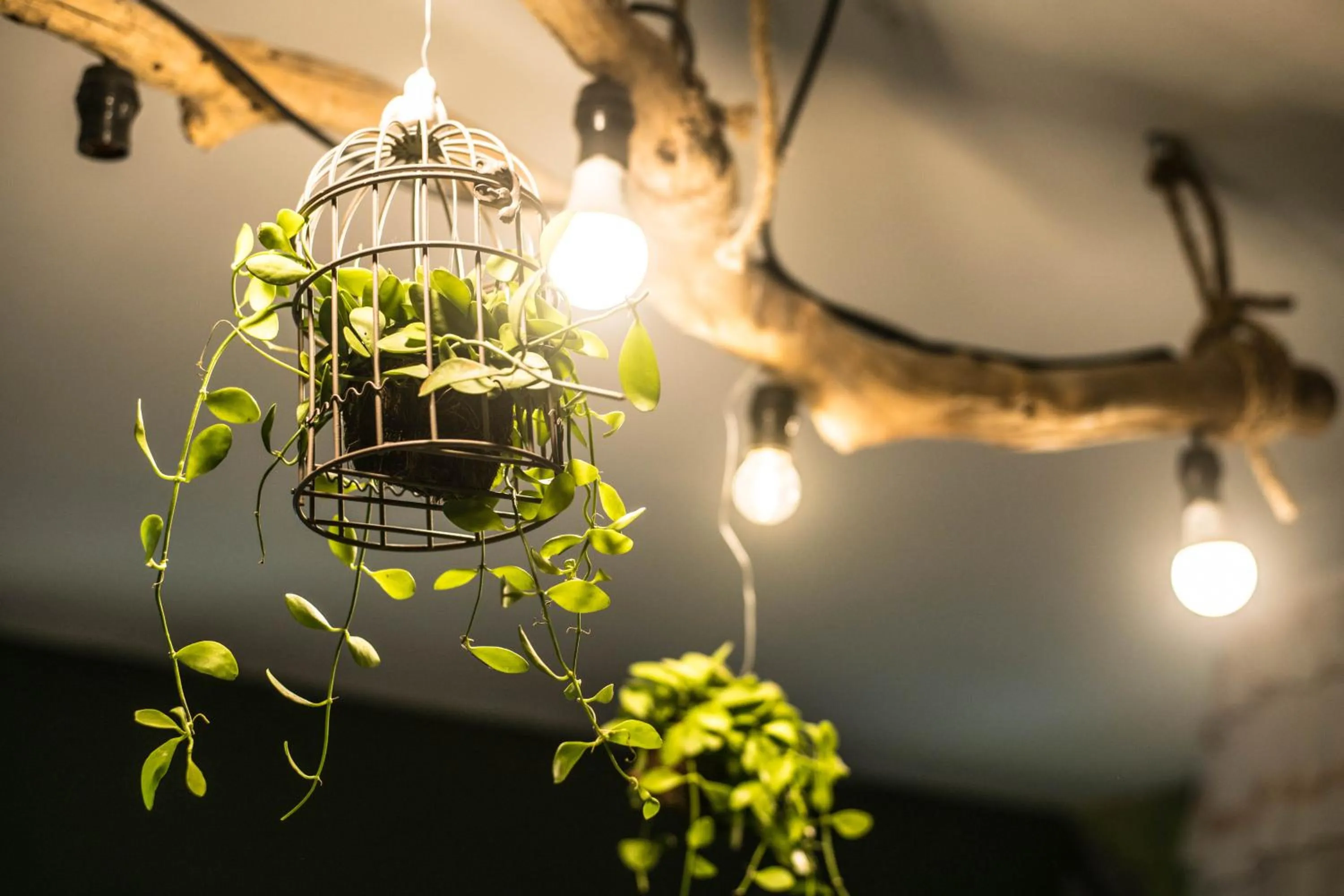 Nego Home Ancient Inn