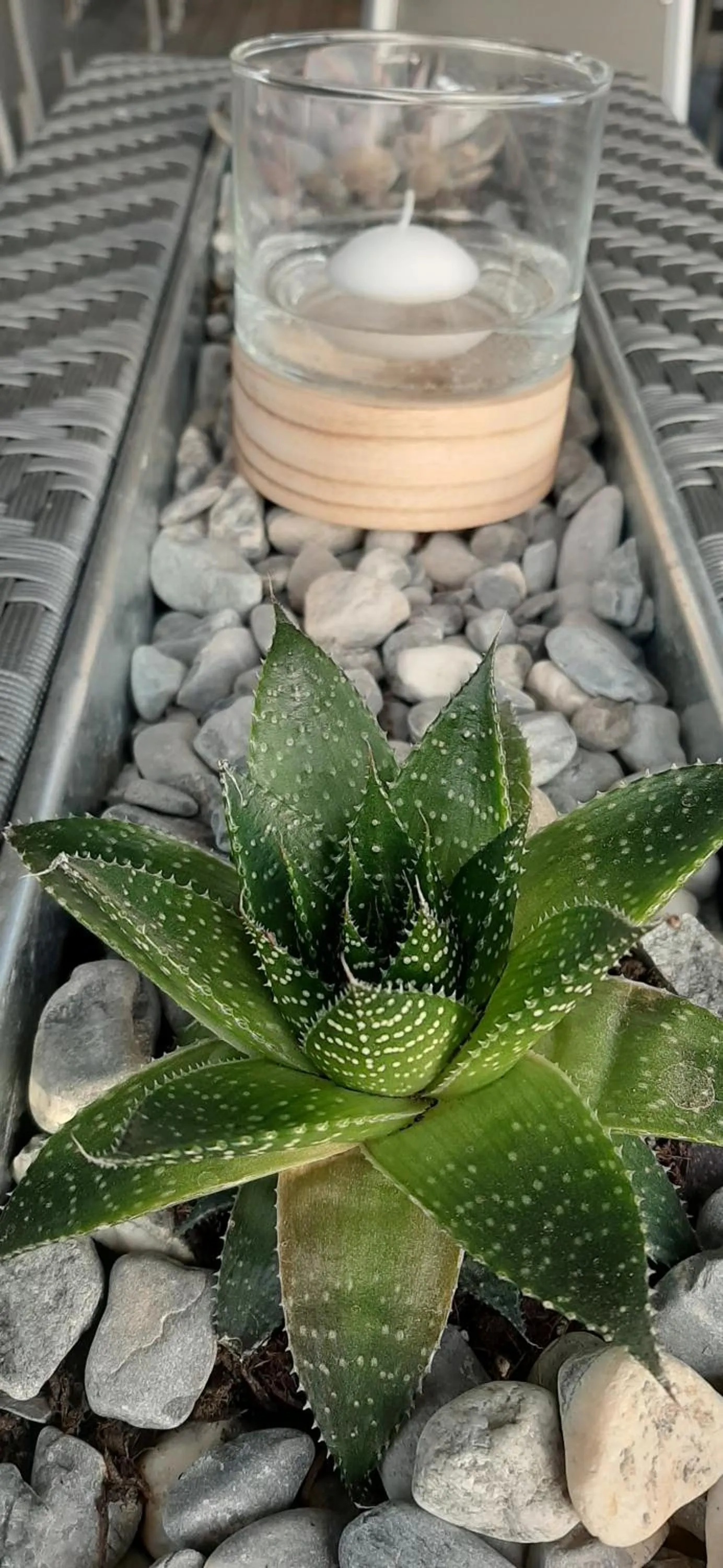 Restaurant/places to eat in Hôtel Les Flots Bleus