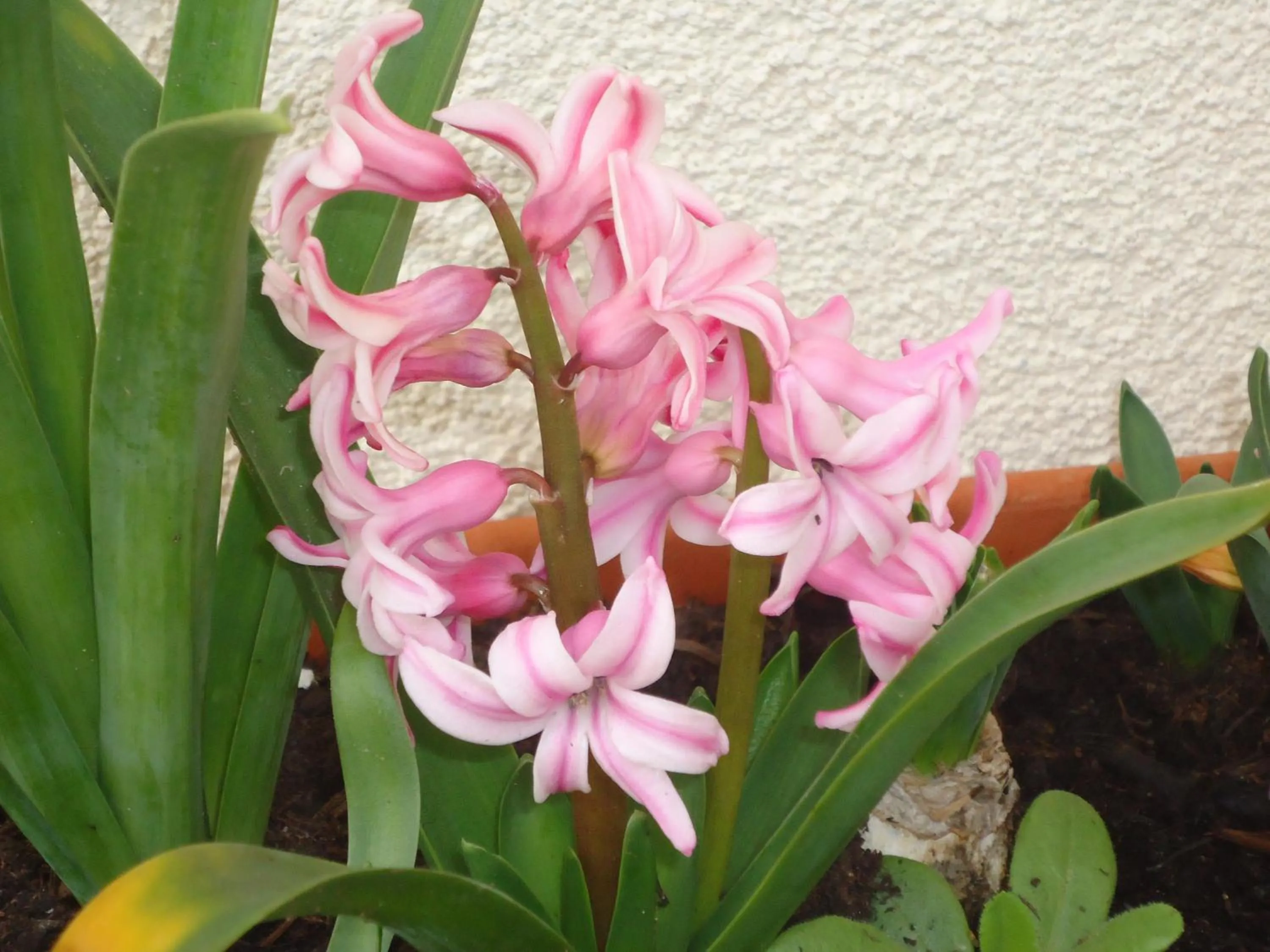 Garden in Villa Dafne