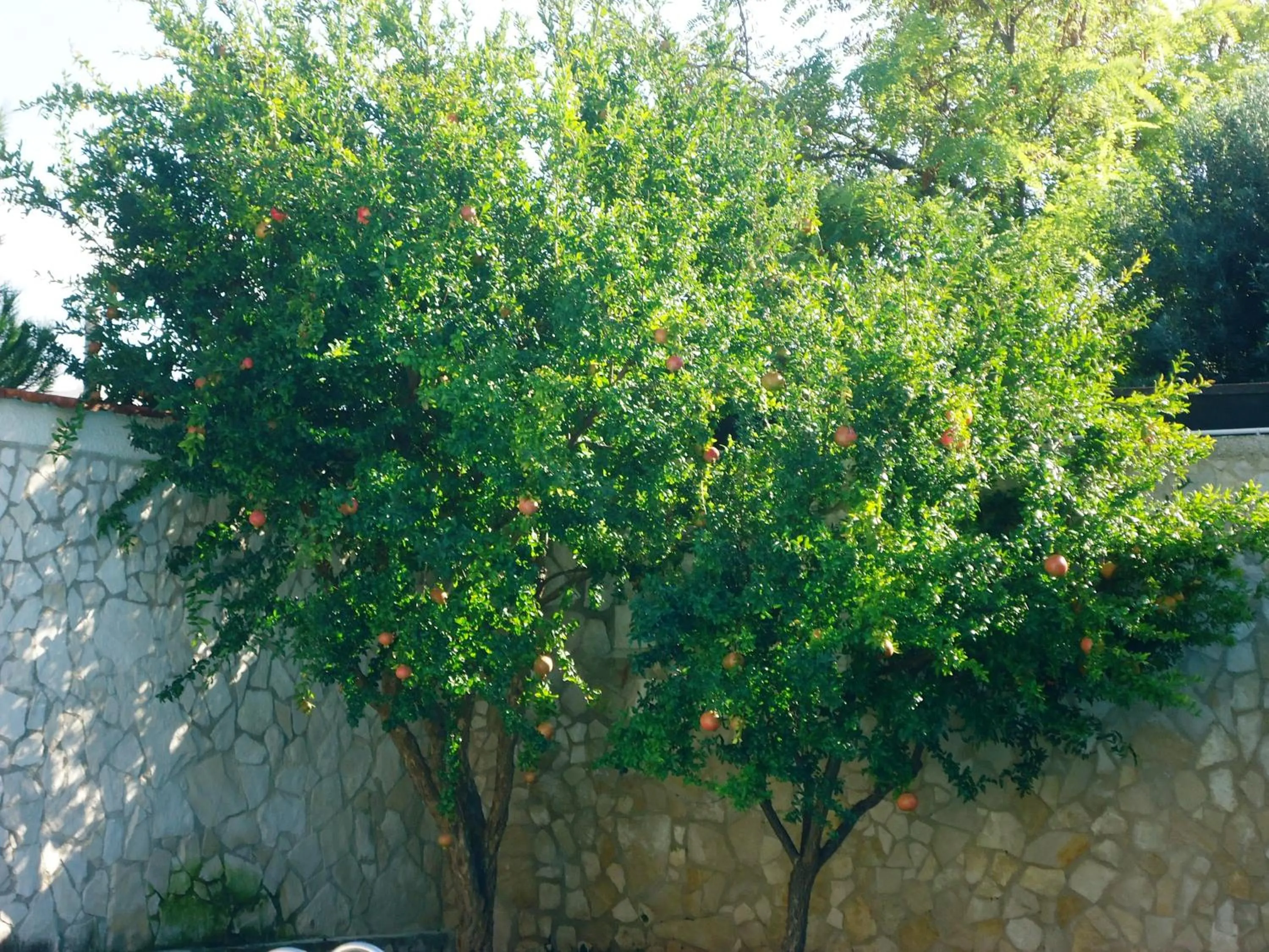 Garden in Villa Dafne
