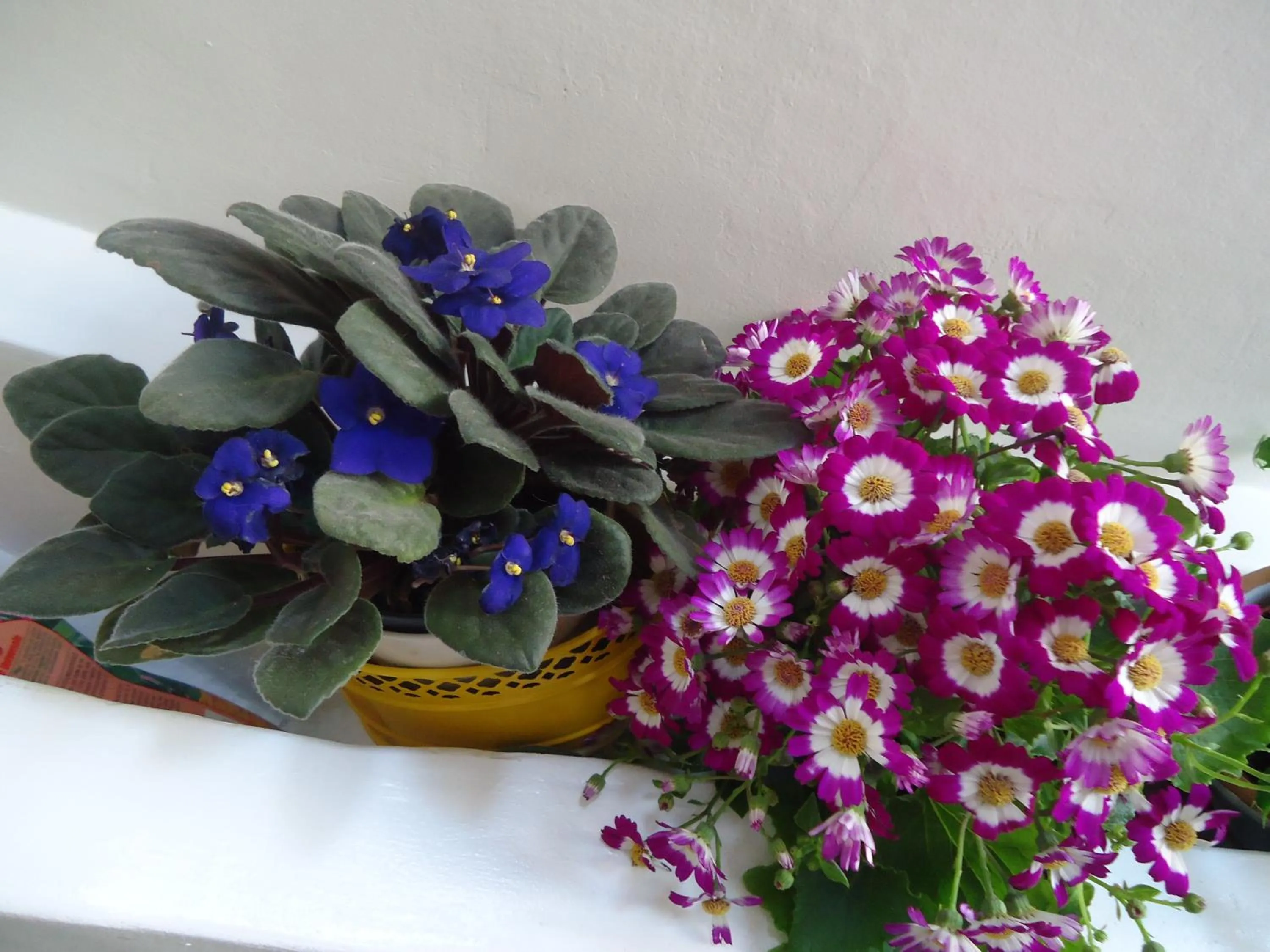 Garden in Villa Dafne