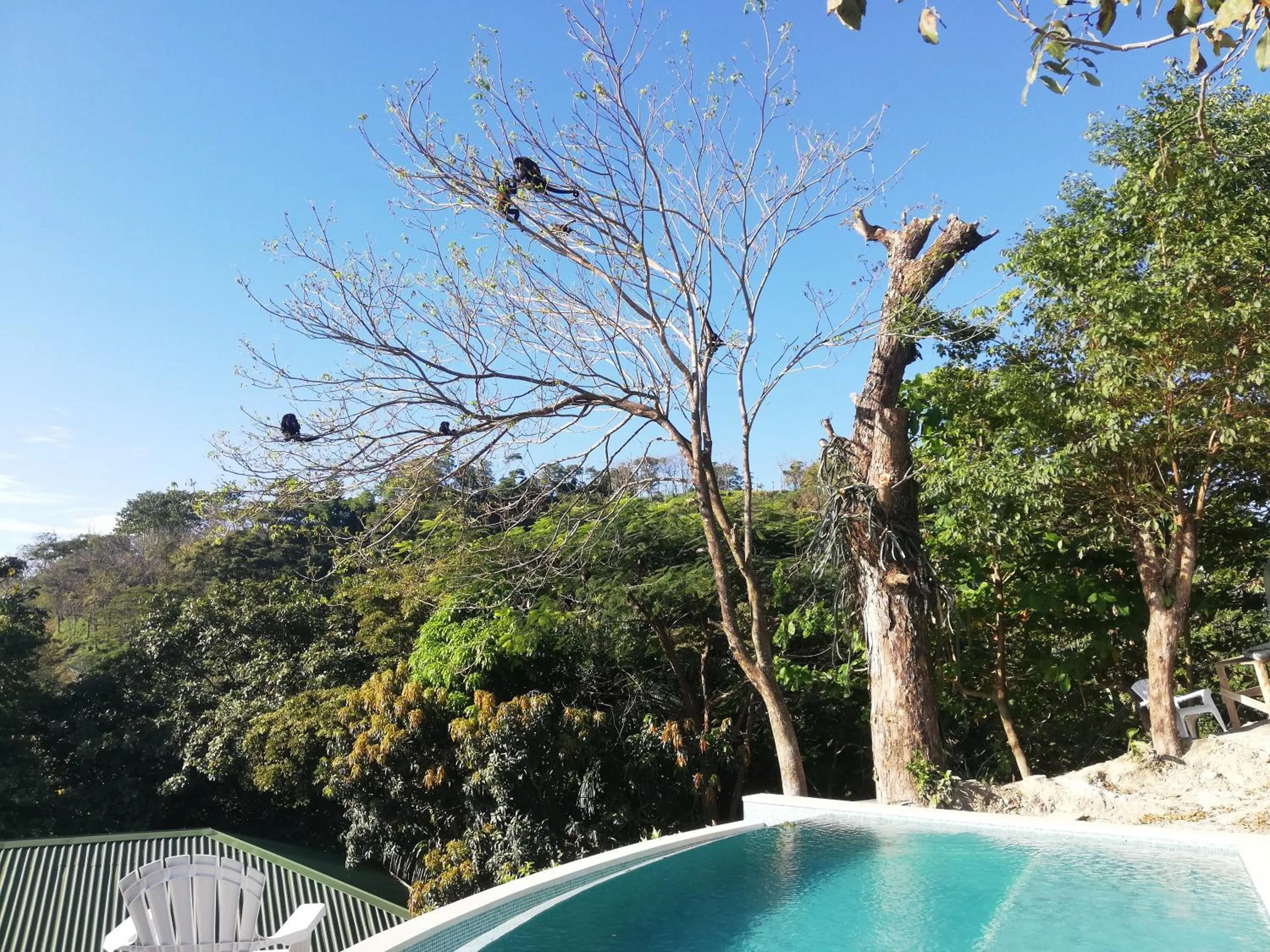 Animals in Vista Naranja Ocean View House