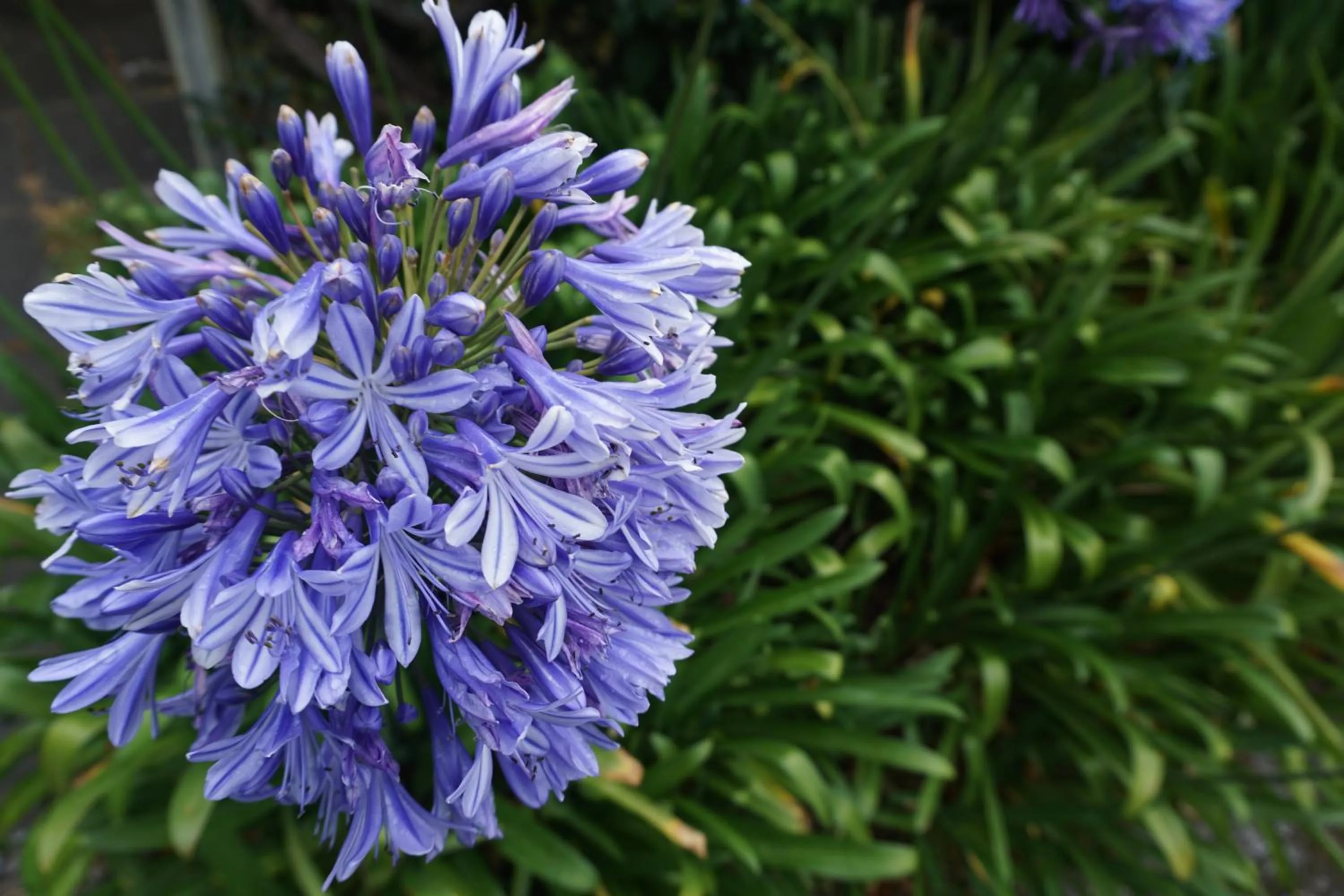 Garden in The Gables B&B