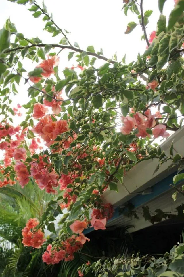 Garden in Bora Bora Bungalove