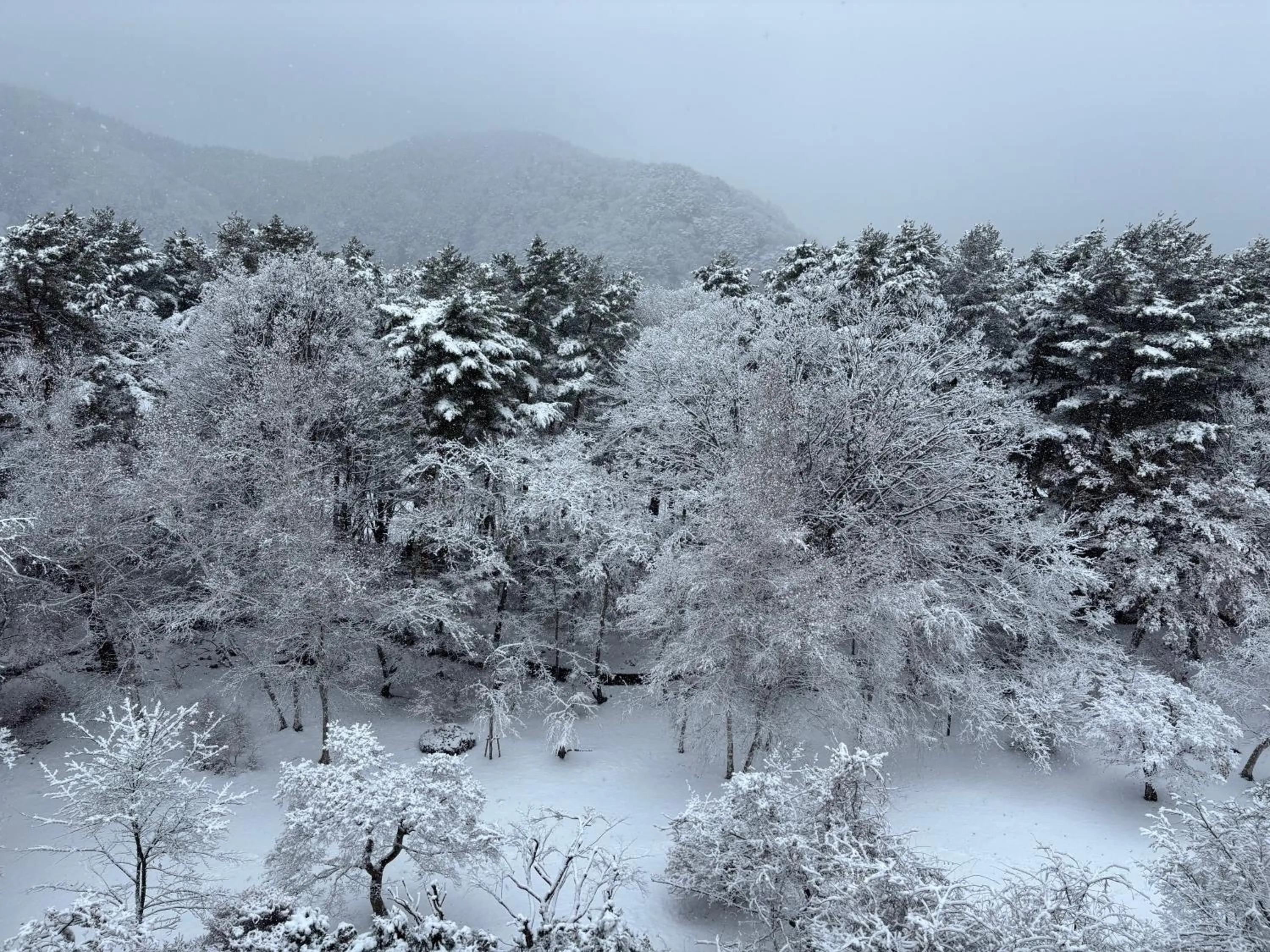 Natural landscape in Fuji View Hotel