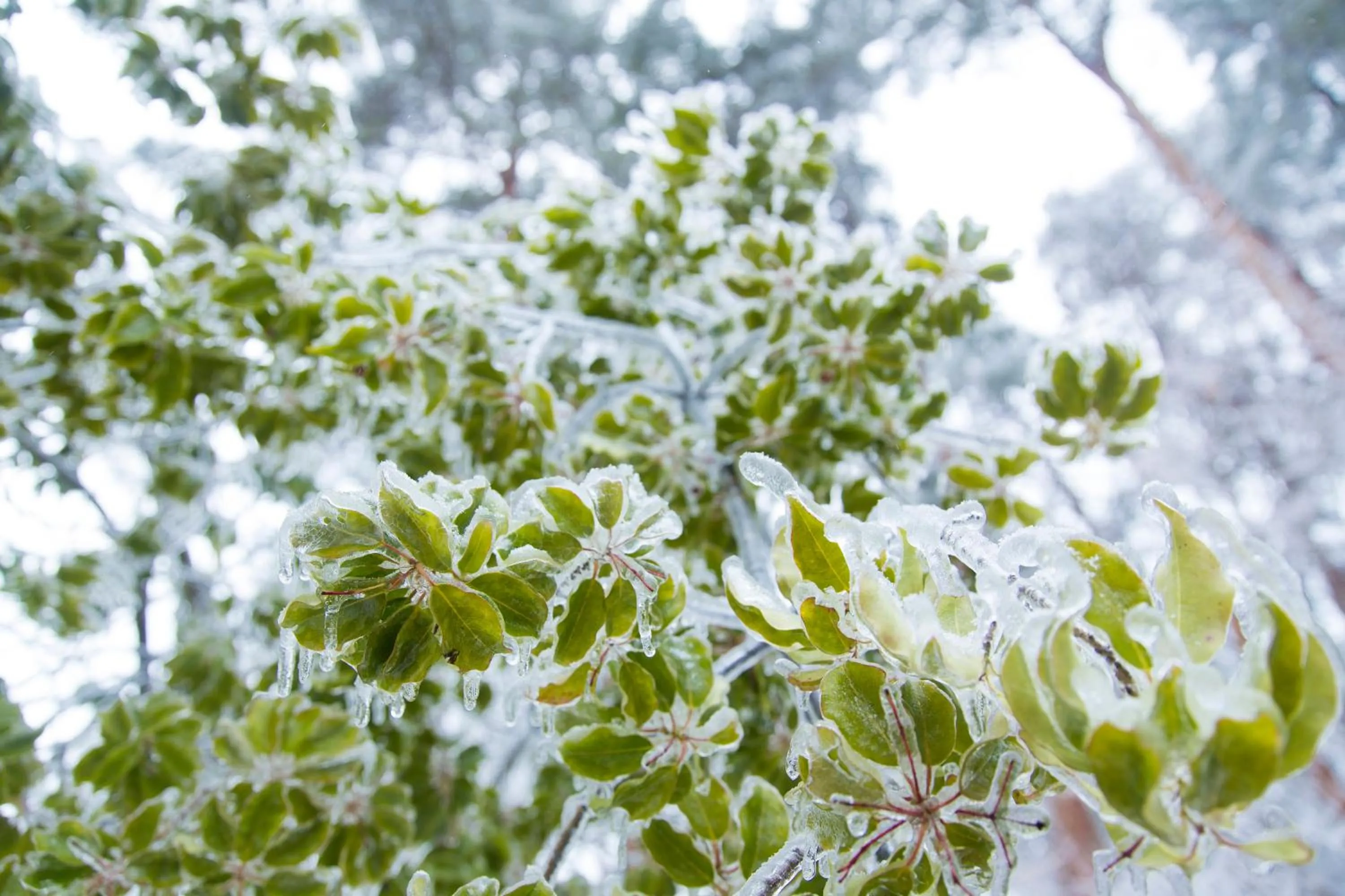 Garden in Fuji View Hotel