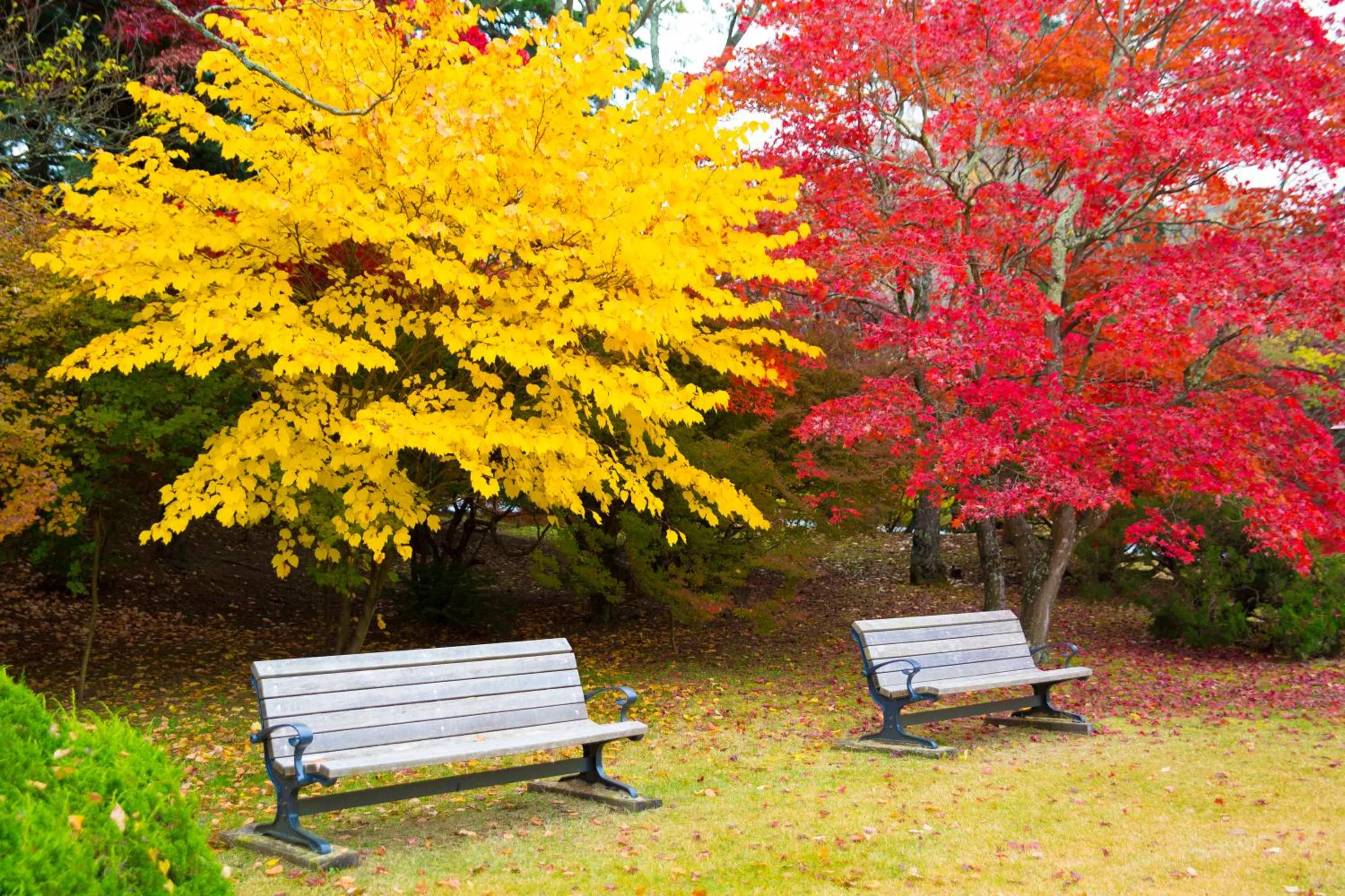 Day in Fuji View Hotel