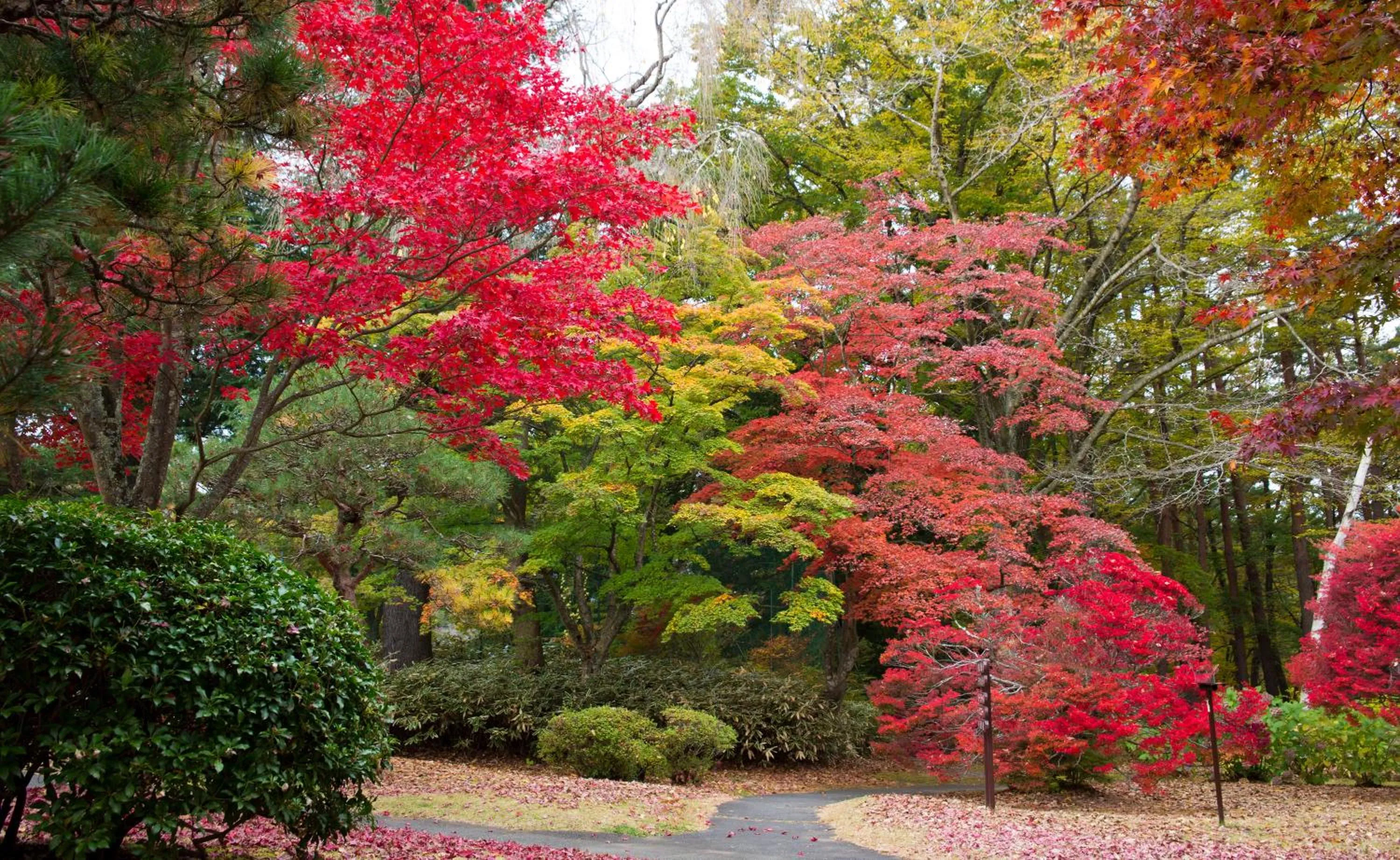 Garden in Fuji View Hotel
