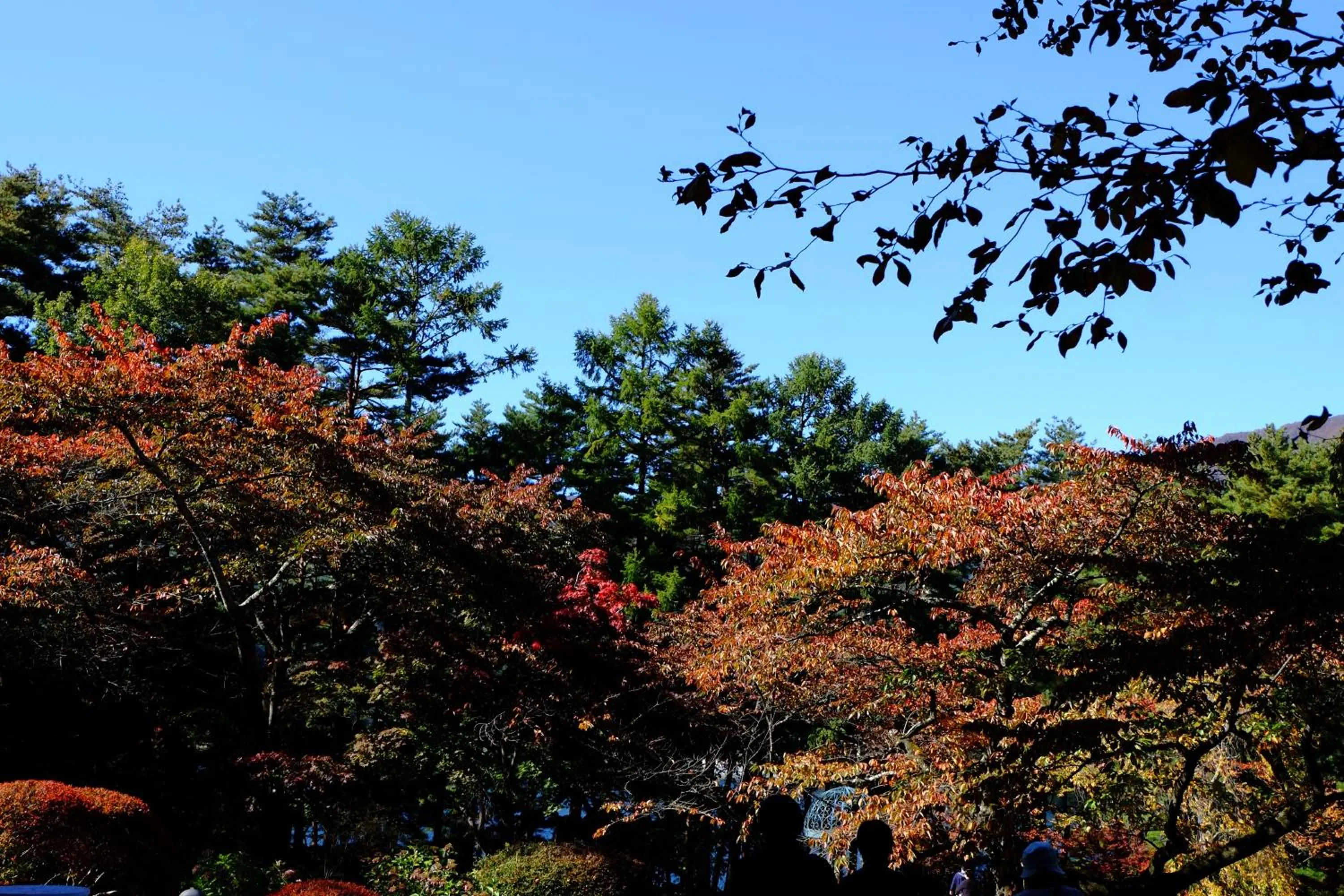 Garden in Fuji View Hotel