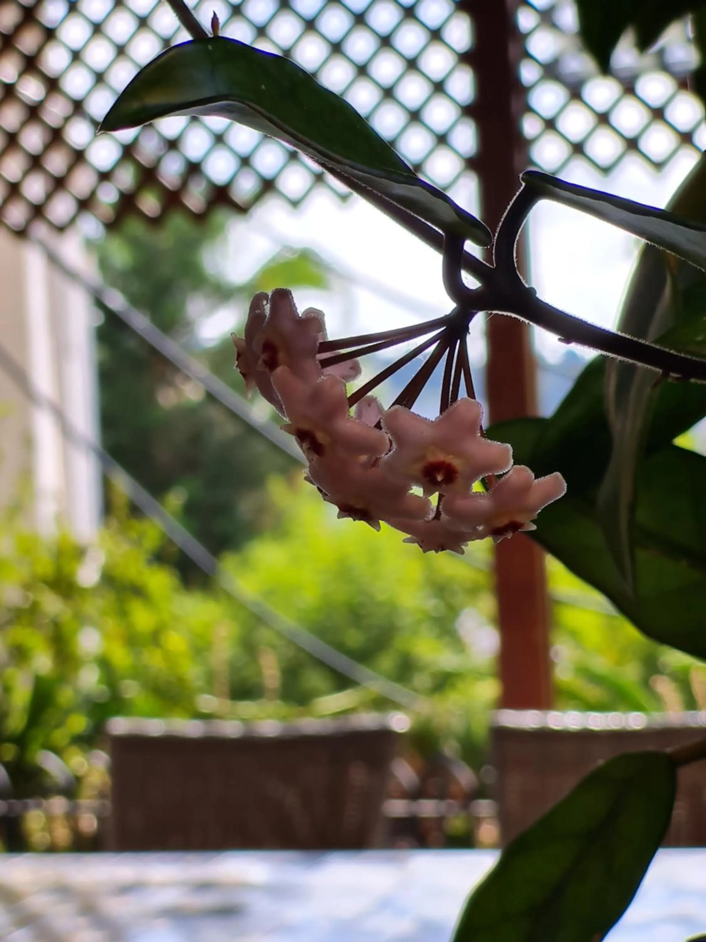 Garden in Beth-Shalom