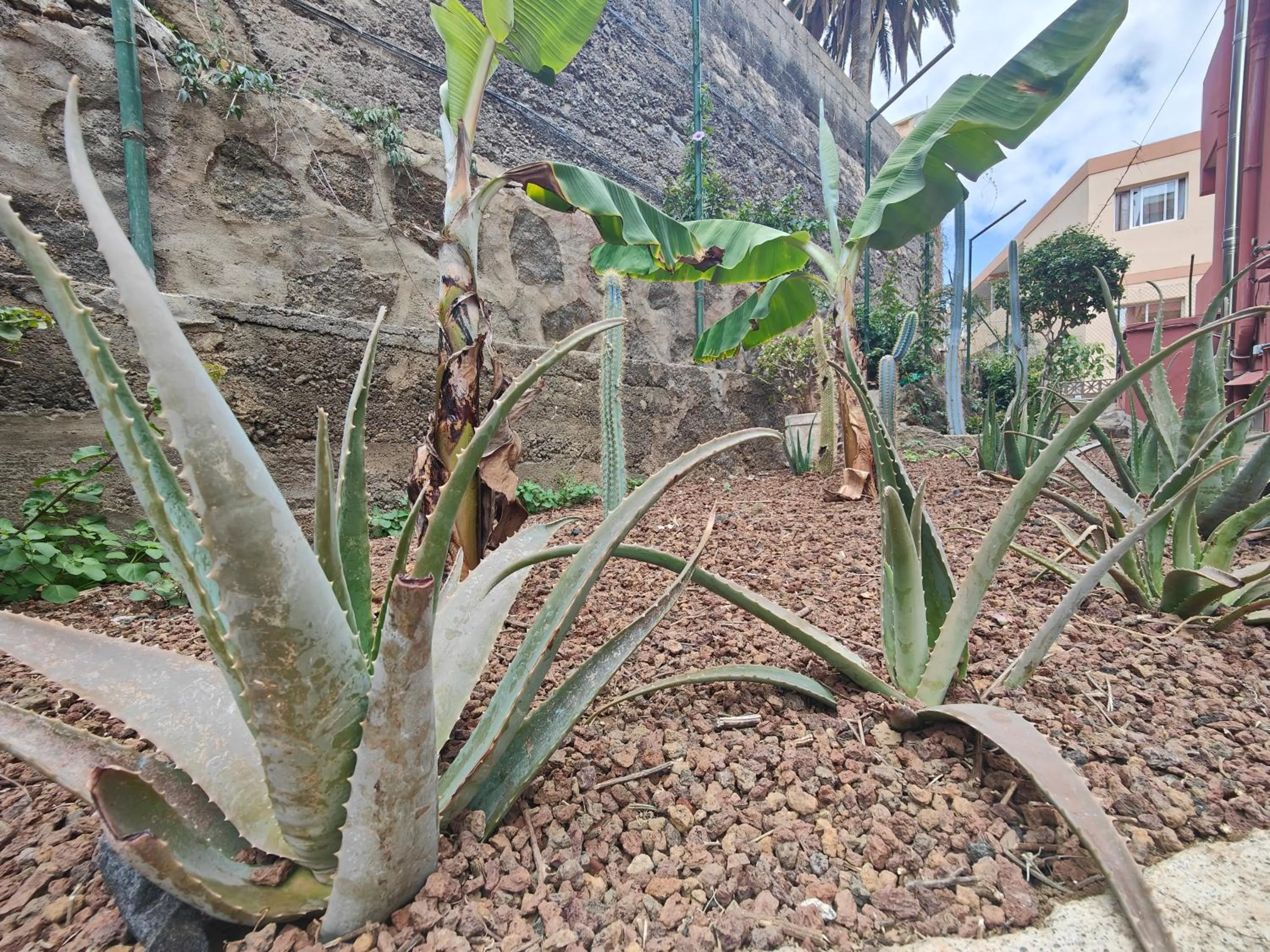 Garden view in Hotel Don Cándido