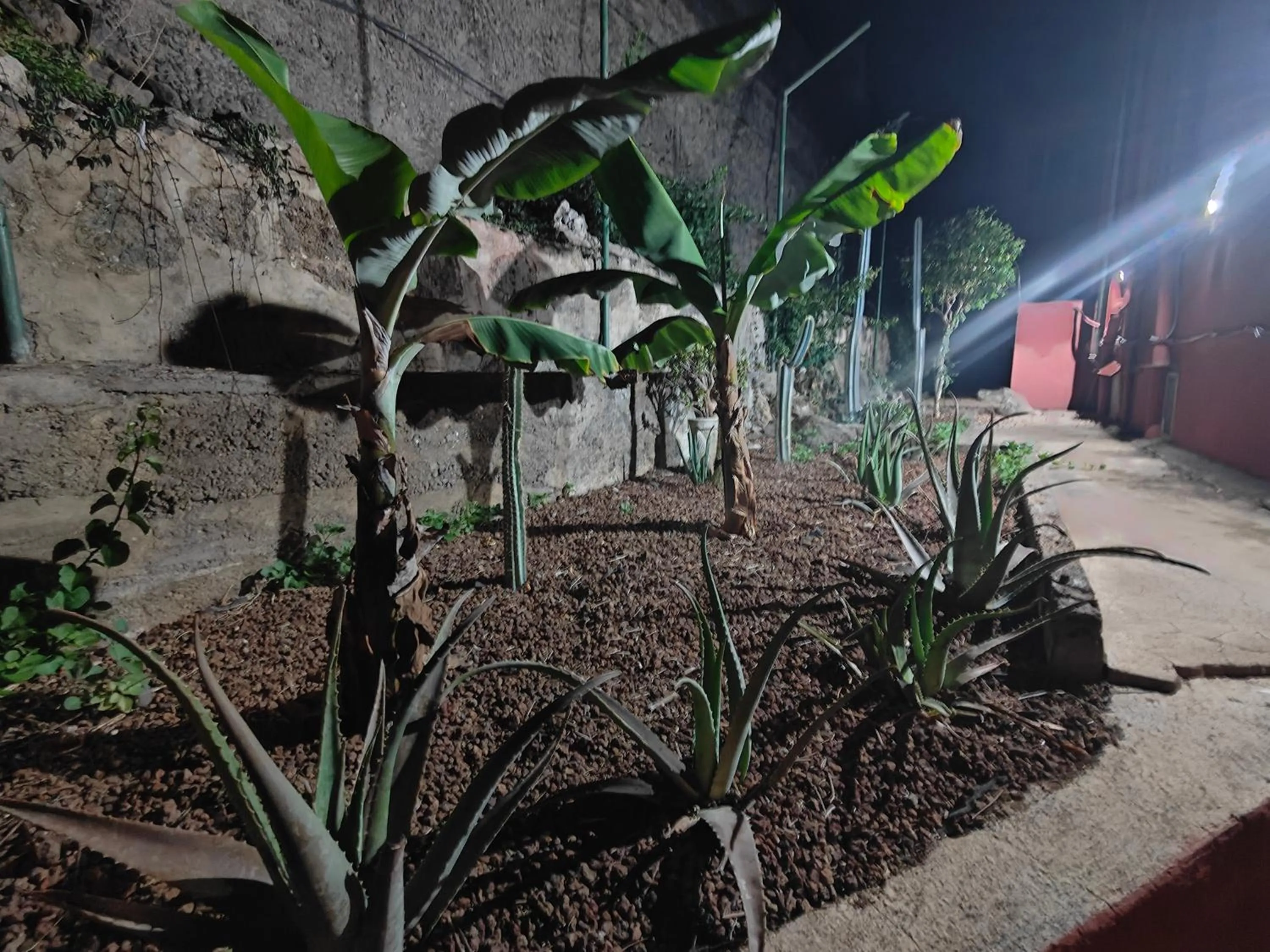 Garden in Hotel Don Cándido