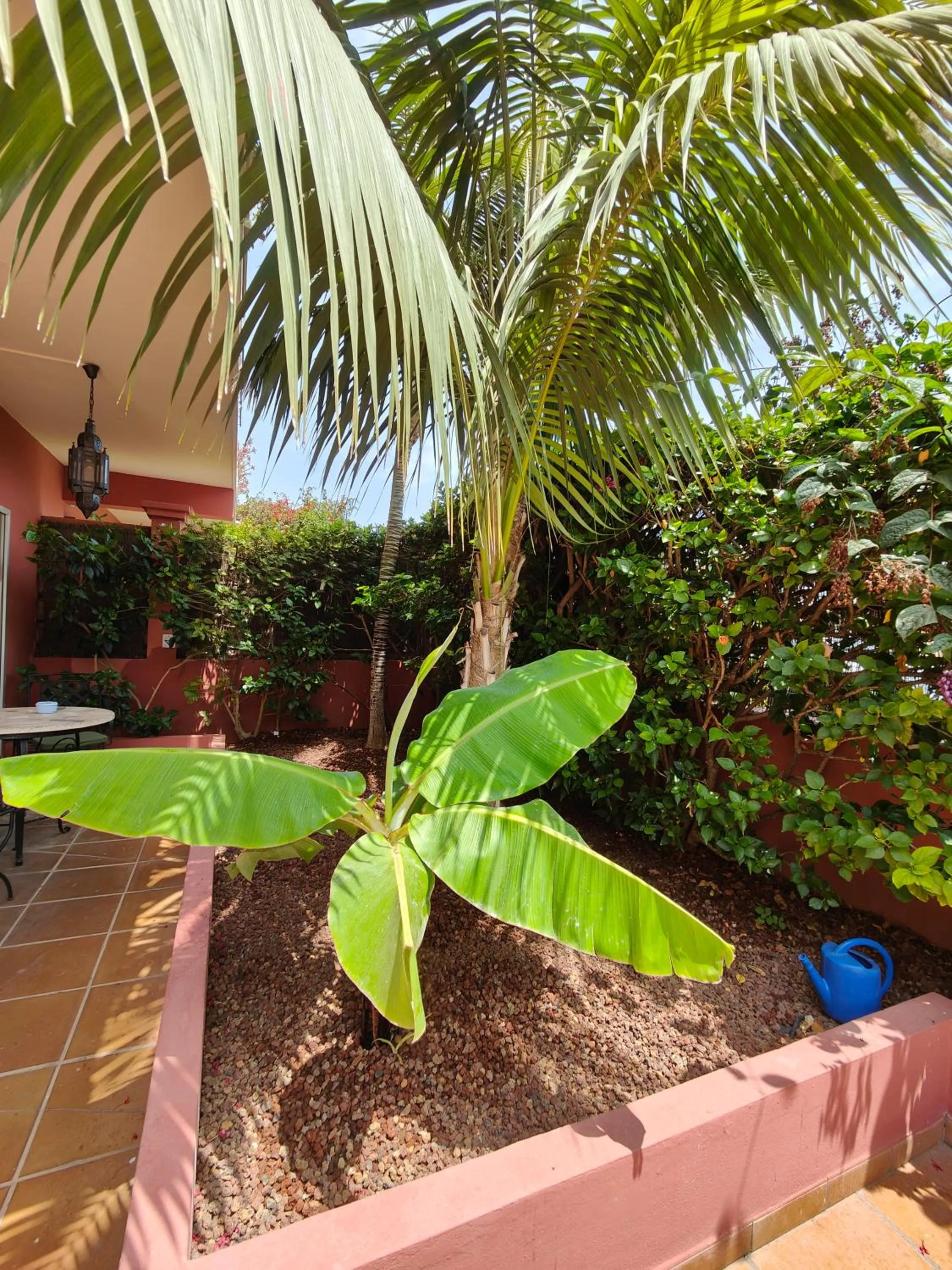 Garden in Hotel Don Cándido