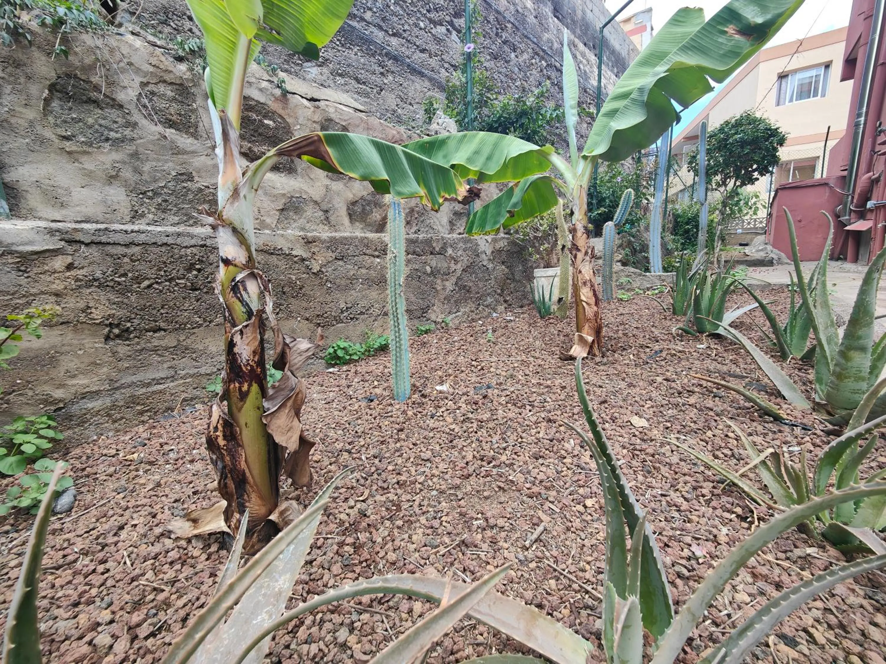 Garden view in Hotel Don Cándido