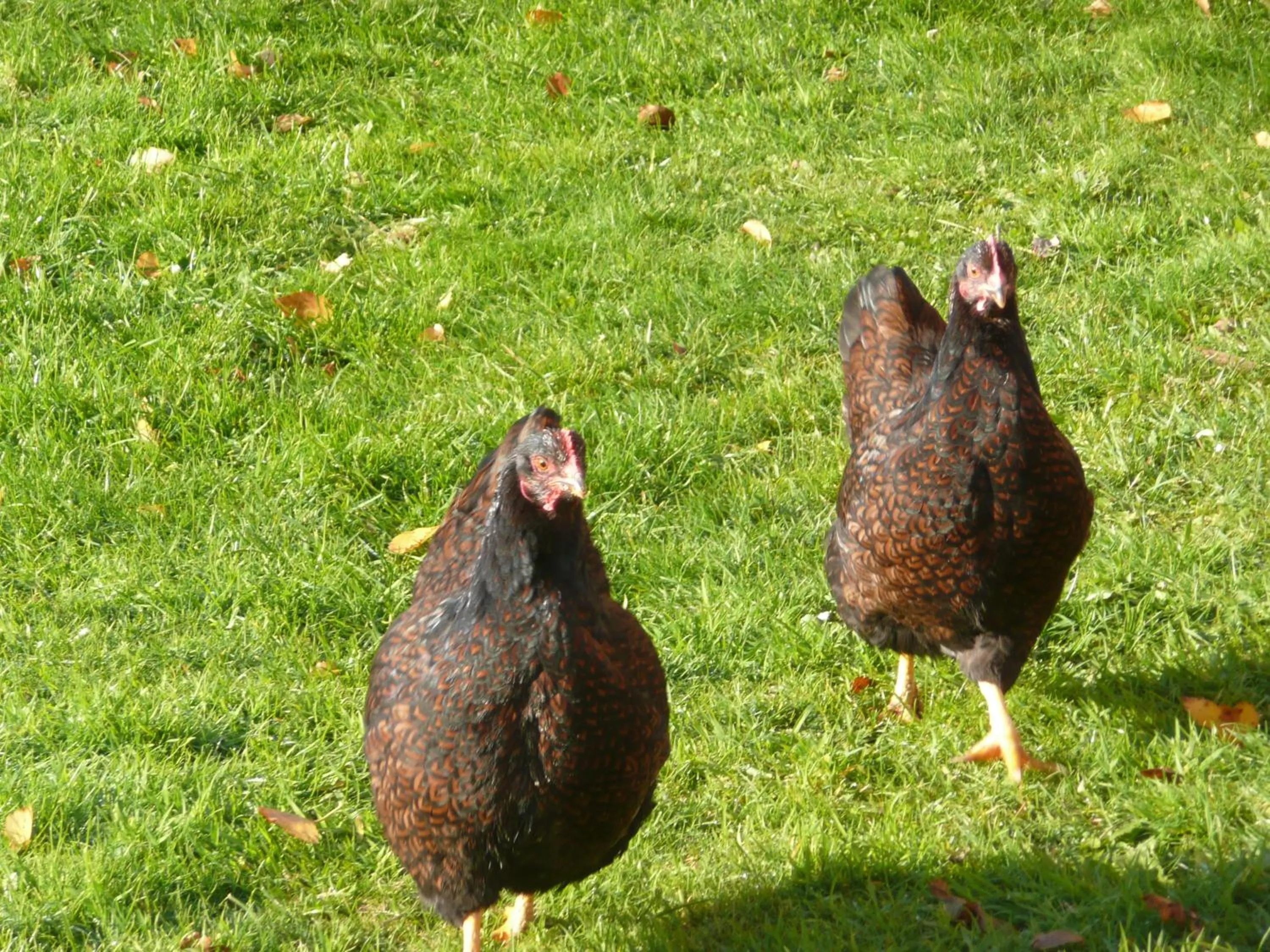 Area and facilities in Slaopen en Stoet