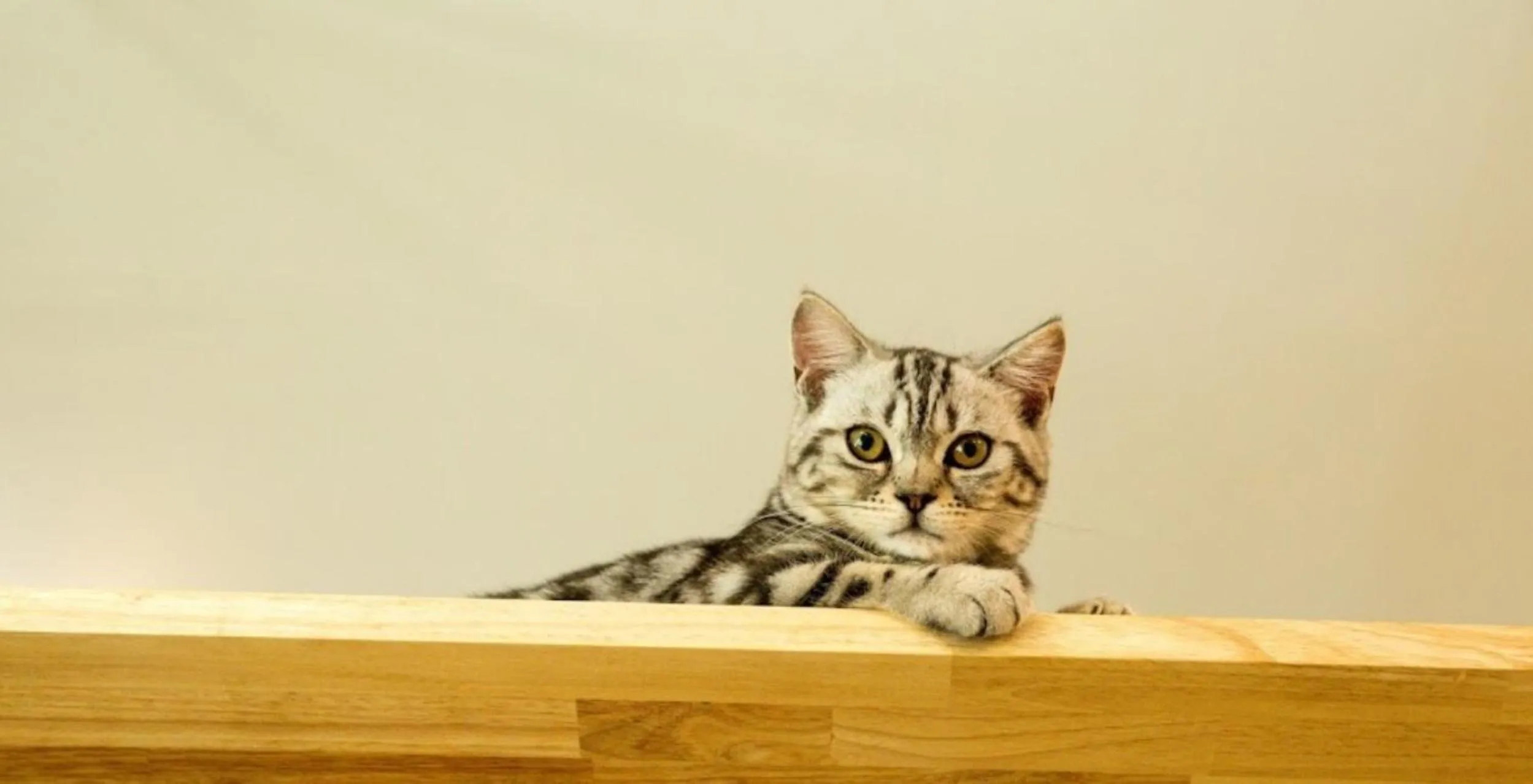 Animals in Cat Story Hotel