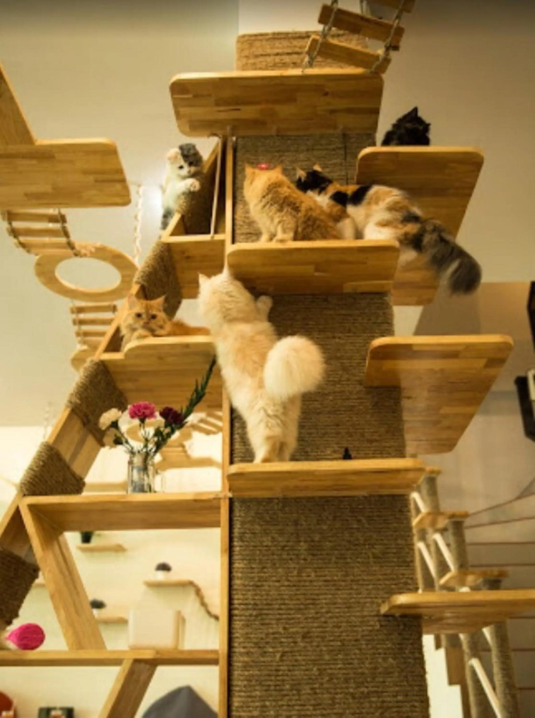 Animals in Cat Story Hotel