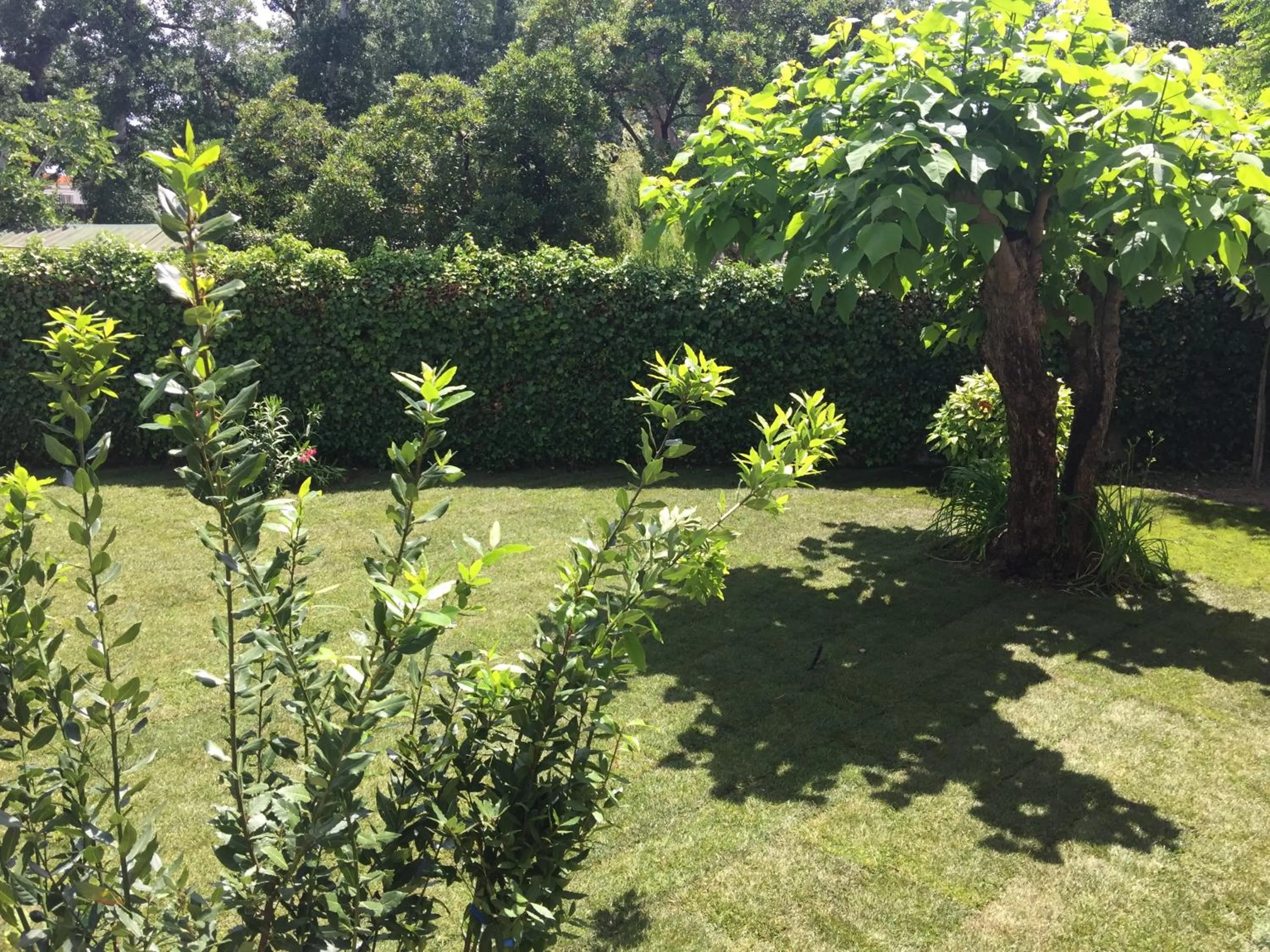 Garden in Villa Louise-Rose