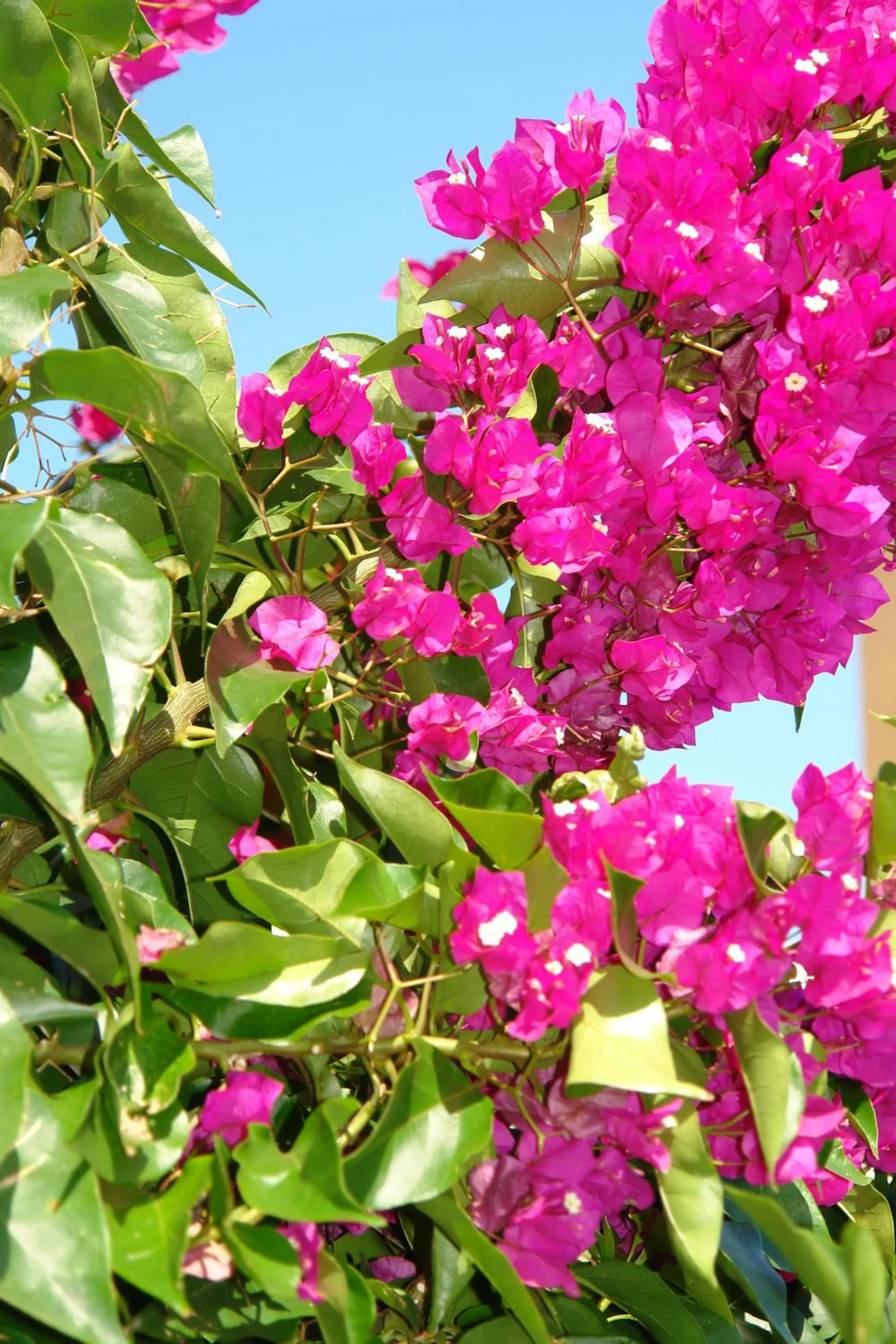Garden in Villa Nefeli