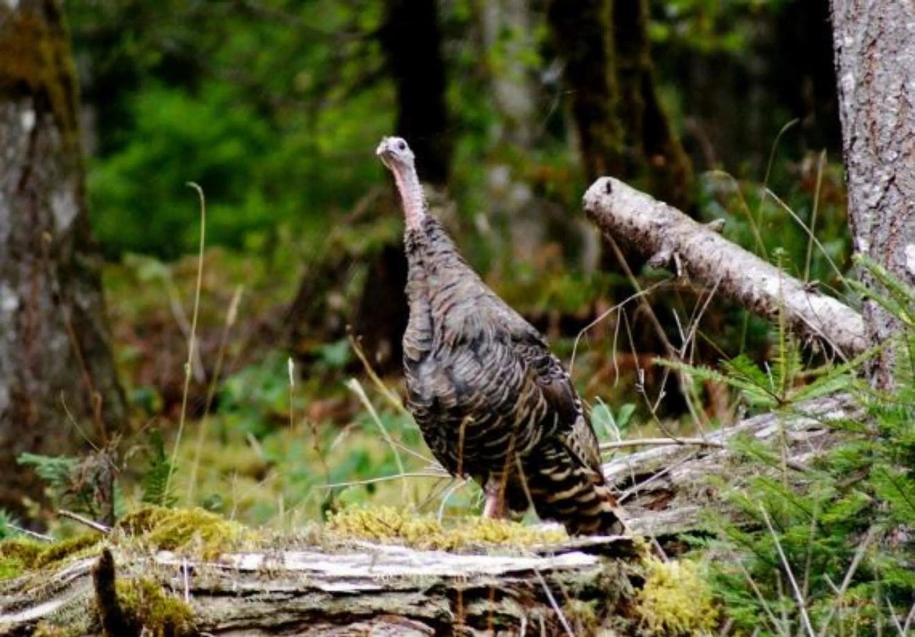 Other in LANZAROTTA Bed and Breakfast close to Eugene