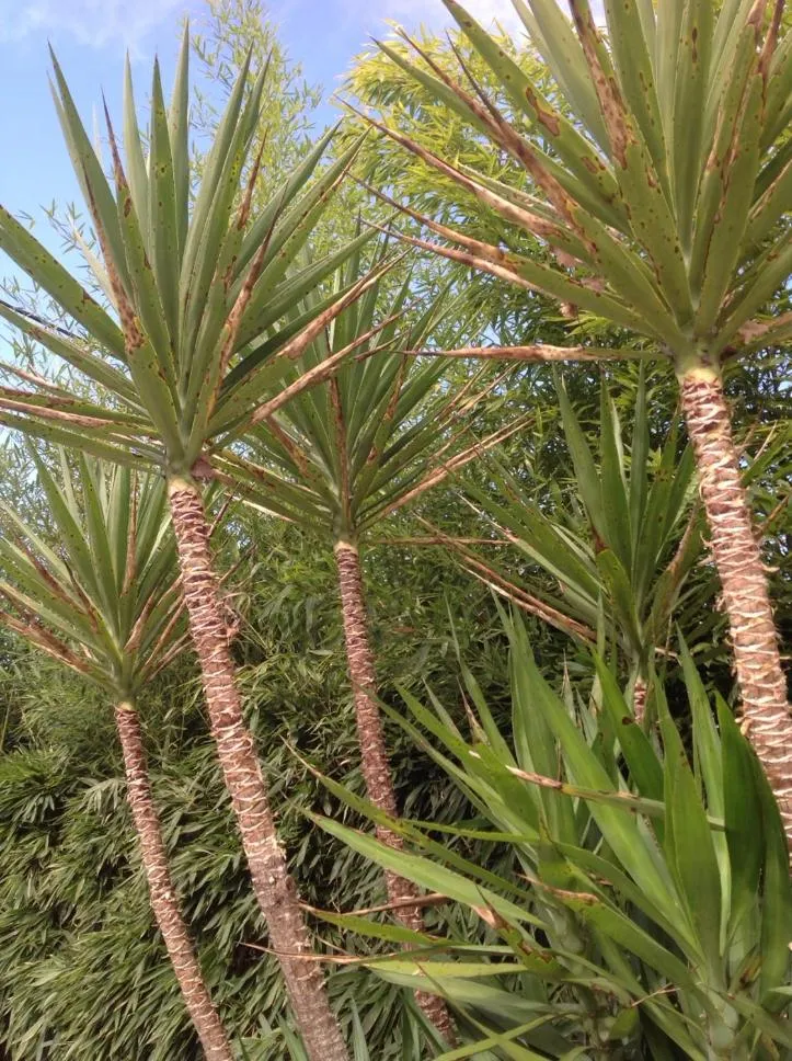 Garden in Bastide Nomade - guest house