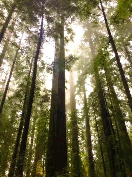 Natural landscape in Redwoods River Resort & Campground