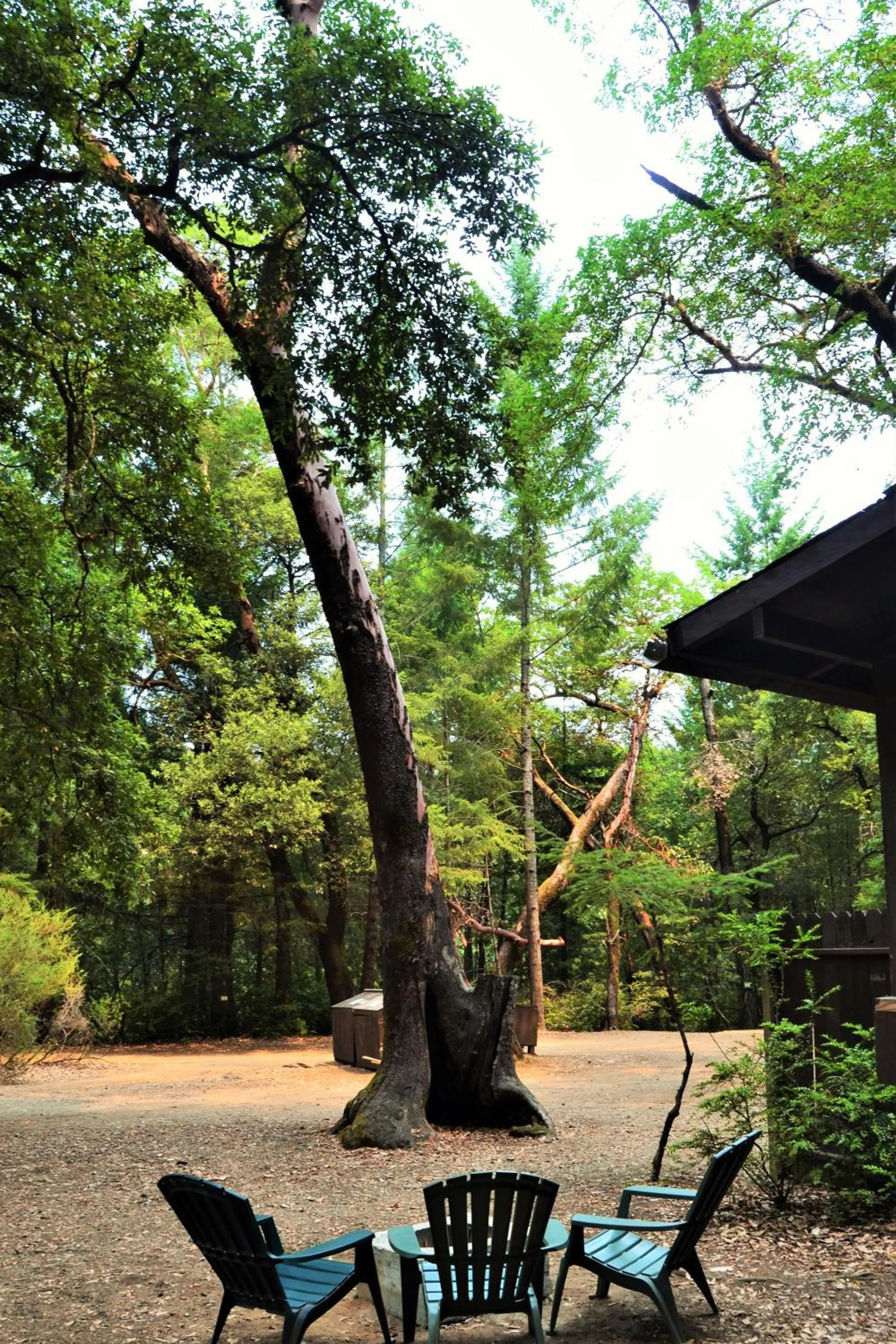 Patio in Redwoods River Resort & Campground