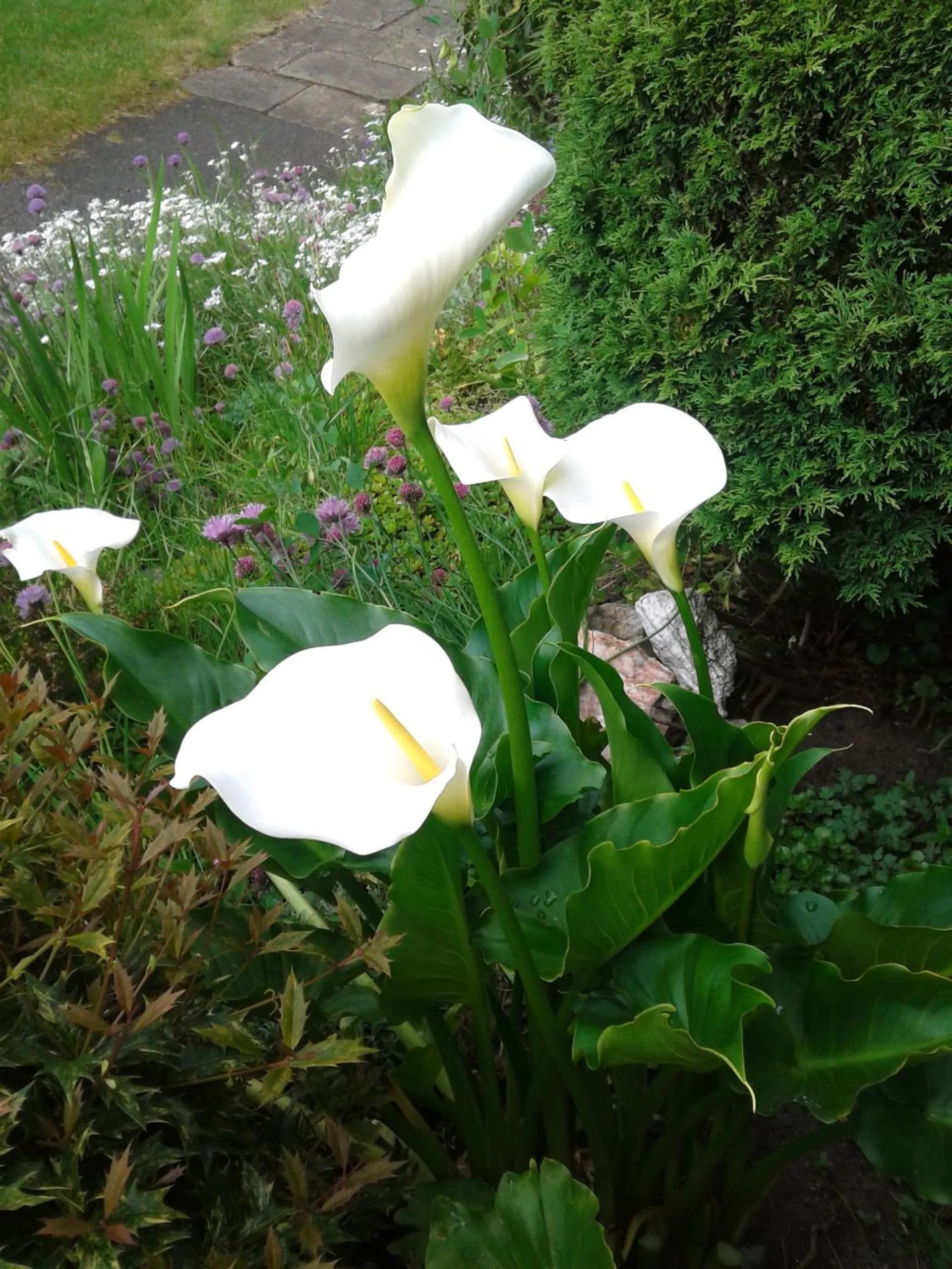 Garden in OYO Cornerstone Manor Hotel