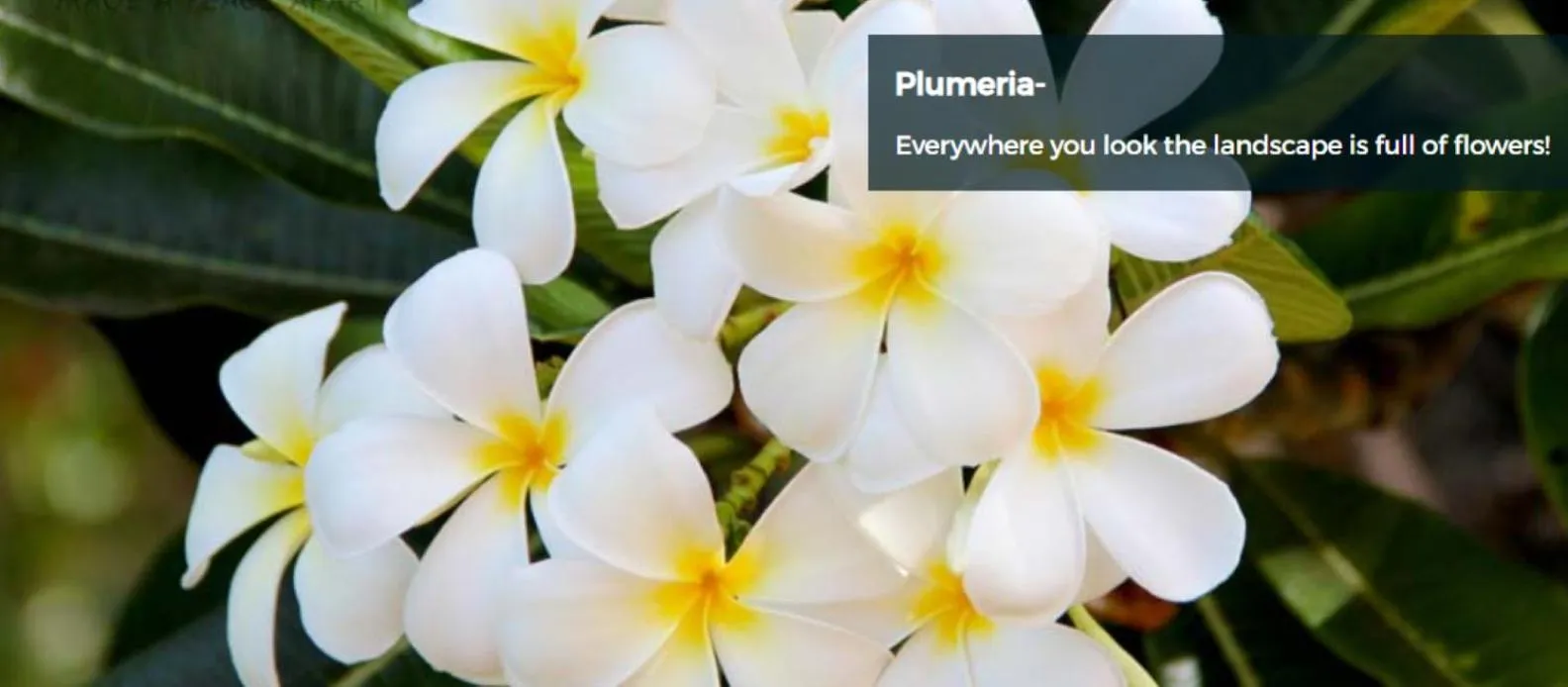 Garden view in 9B EKAHI VILLAGE-STUDIO BATH, GARDEN VIEW - 1 MINUTE STROLL to BEACH!