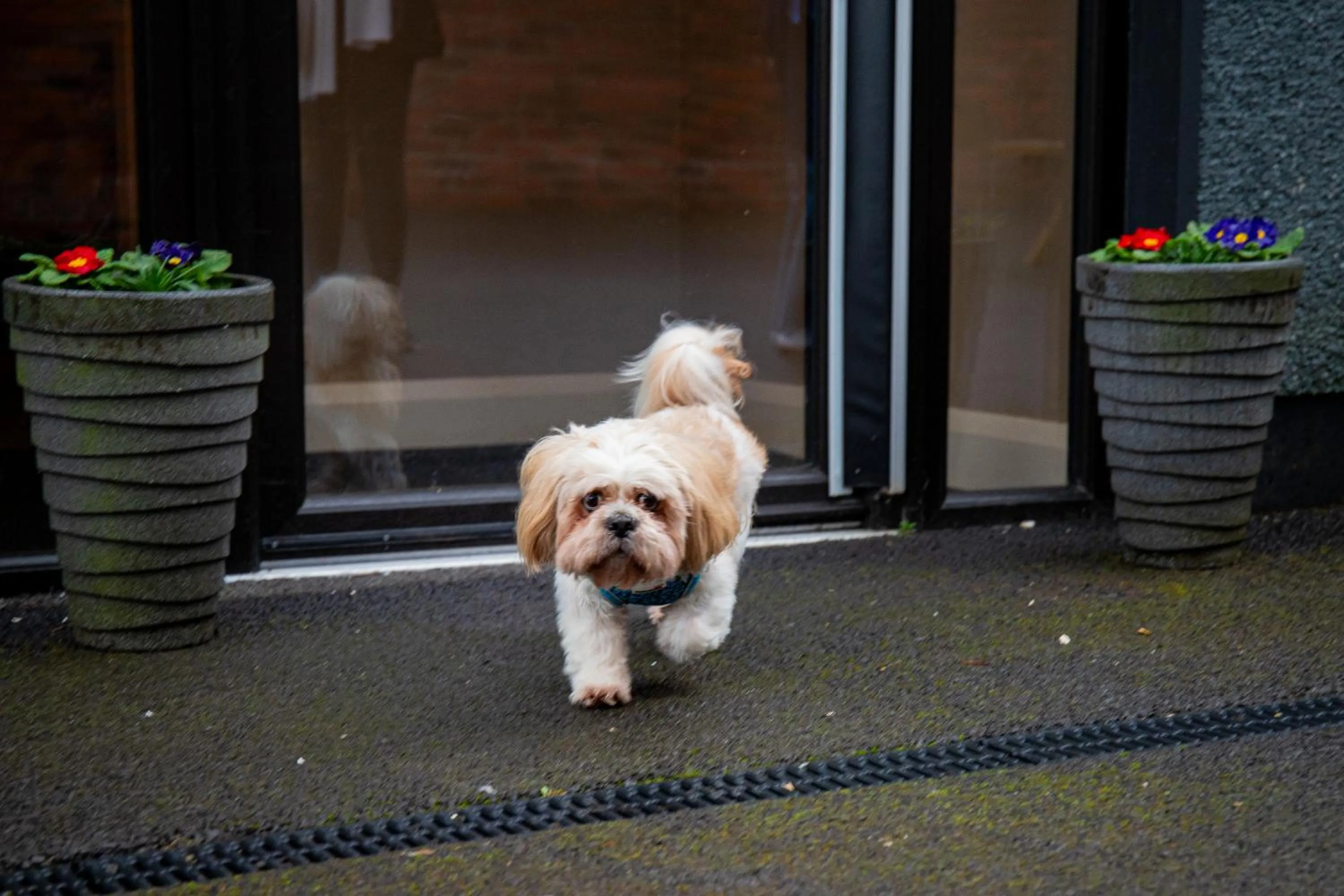 pet friendly in The Enniskillen Hotel and Motel