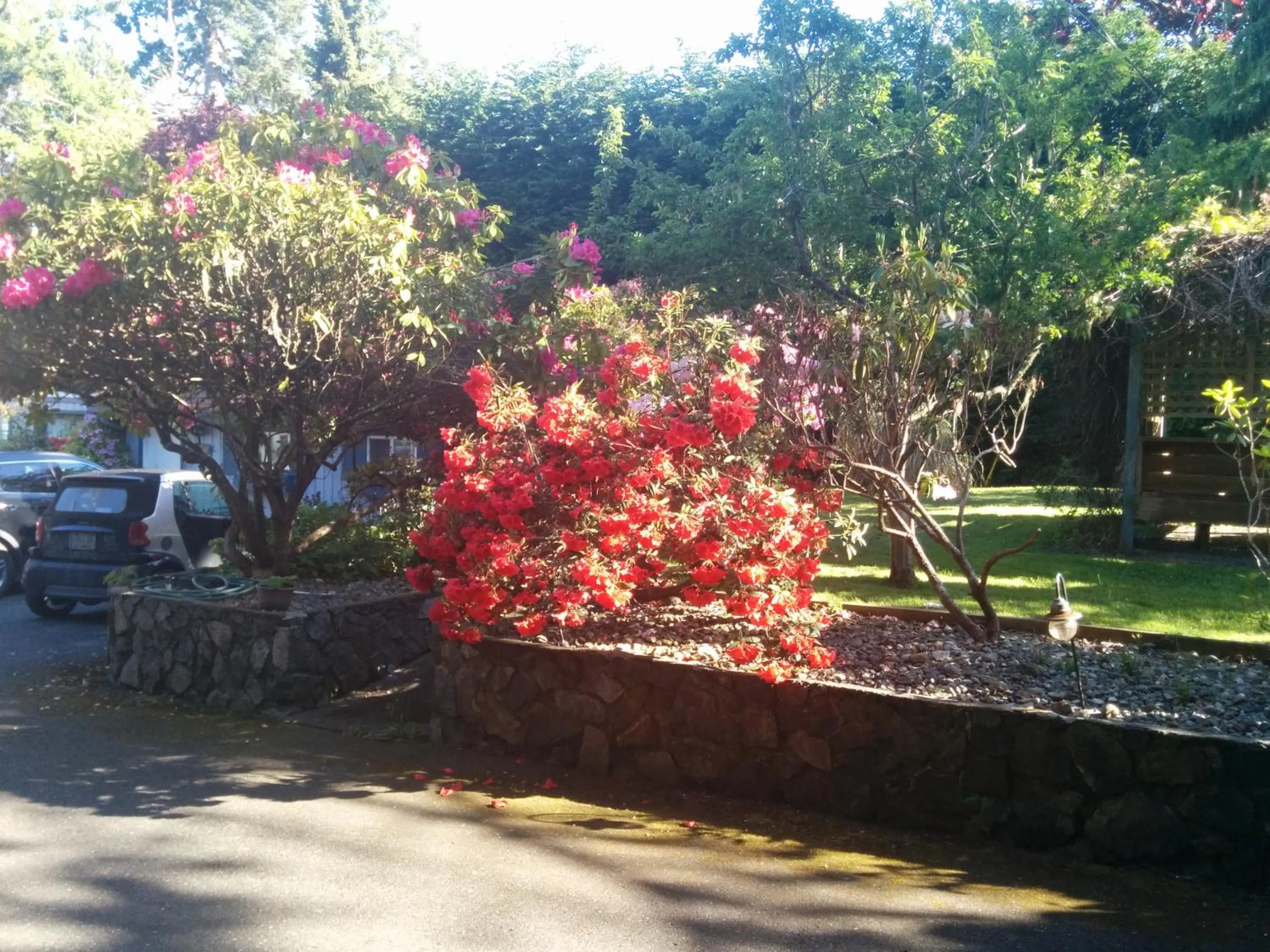 Garden view in Salty Towers Ocean Front Cottages