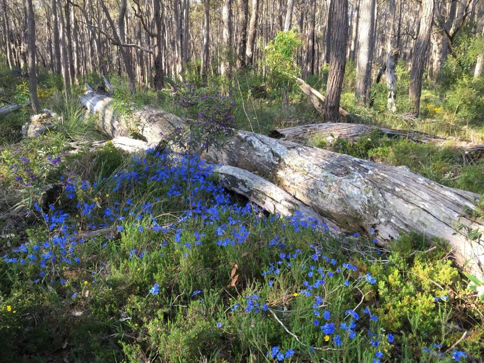 Natural landscape in Simala Retreat