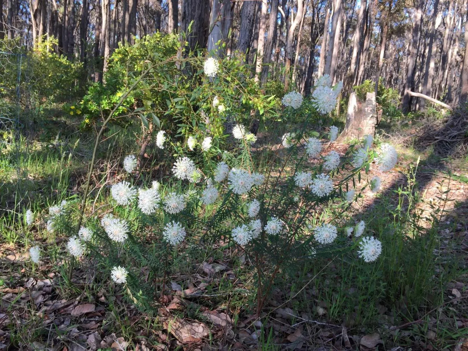 Natural landscape in Simala Retreat