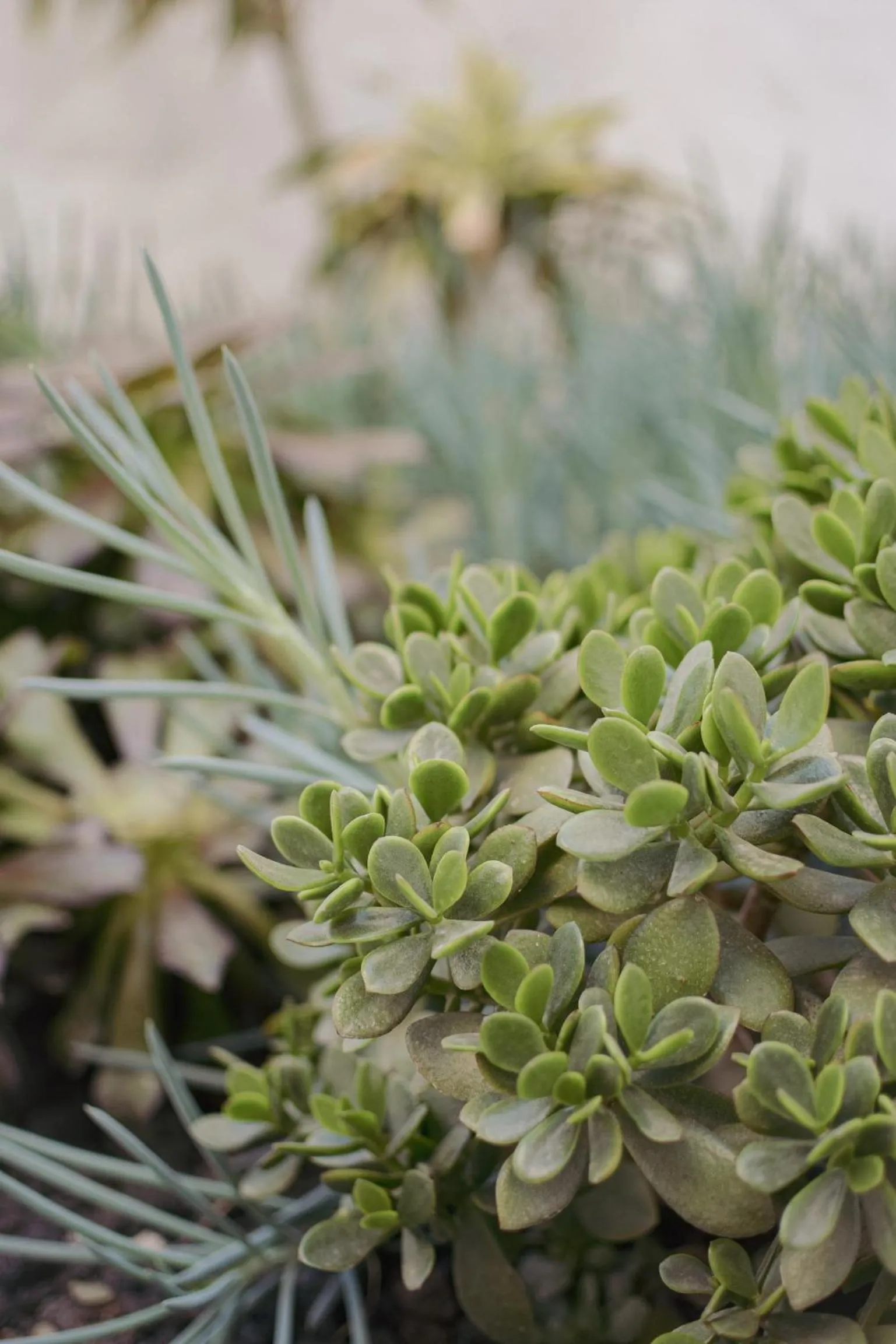 Garden in Acapulco Ocean View