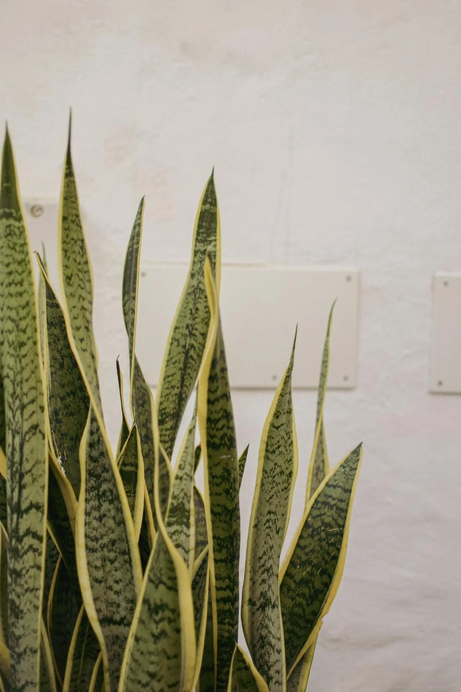 Garden in Acapulco Ocean View