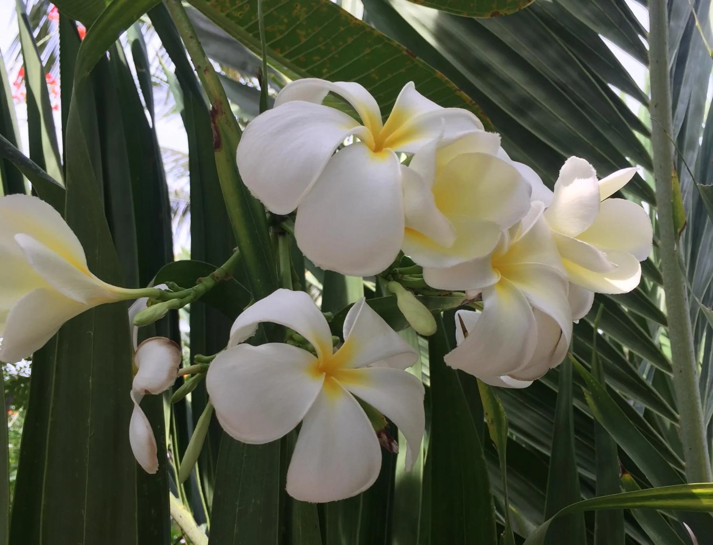 Garden in Lucy's Garden Hotel