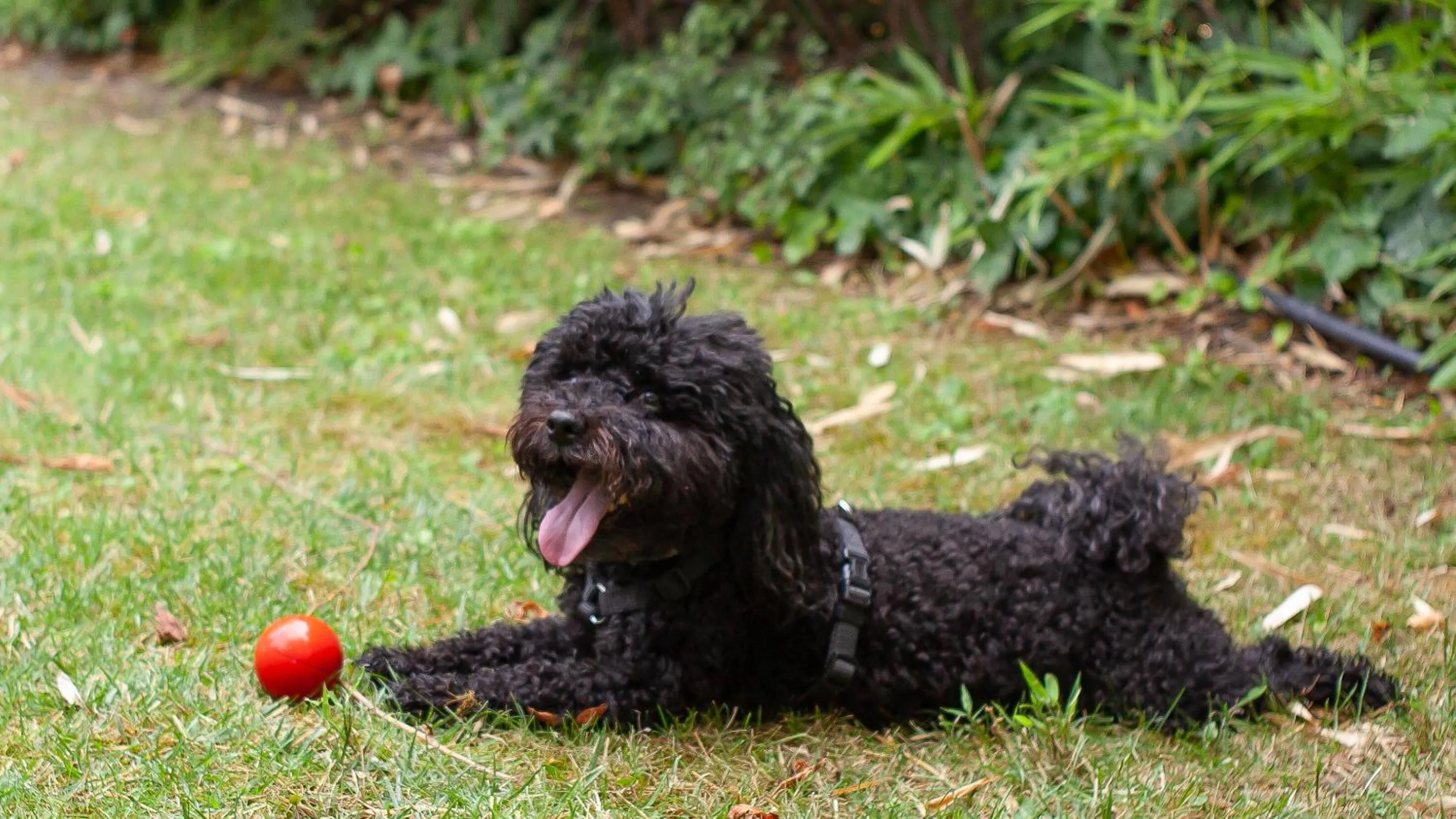 Pets in Platán Garden & Rooms Zamárdi - volt Hotel Platán