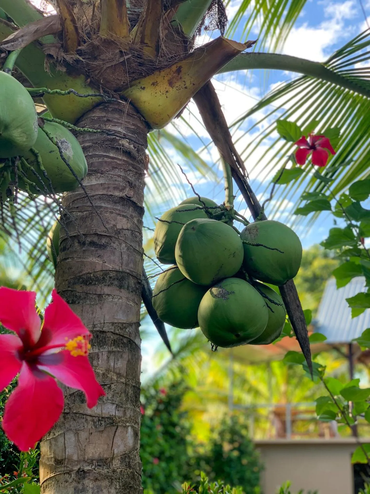 Garden in Tranquilidad Resort