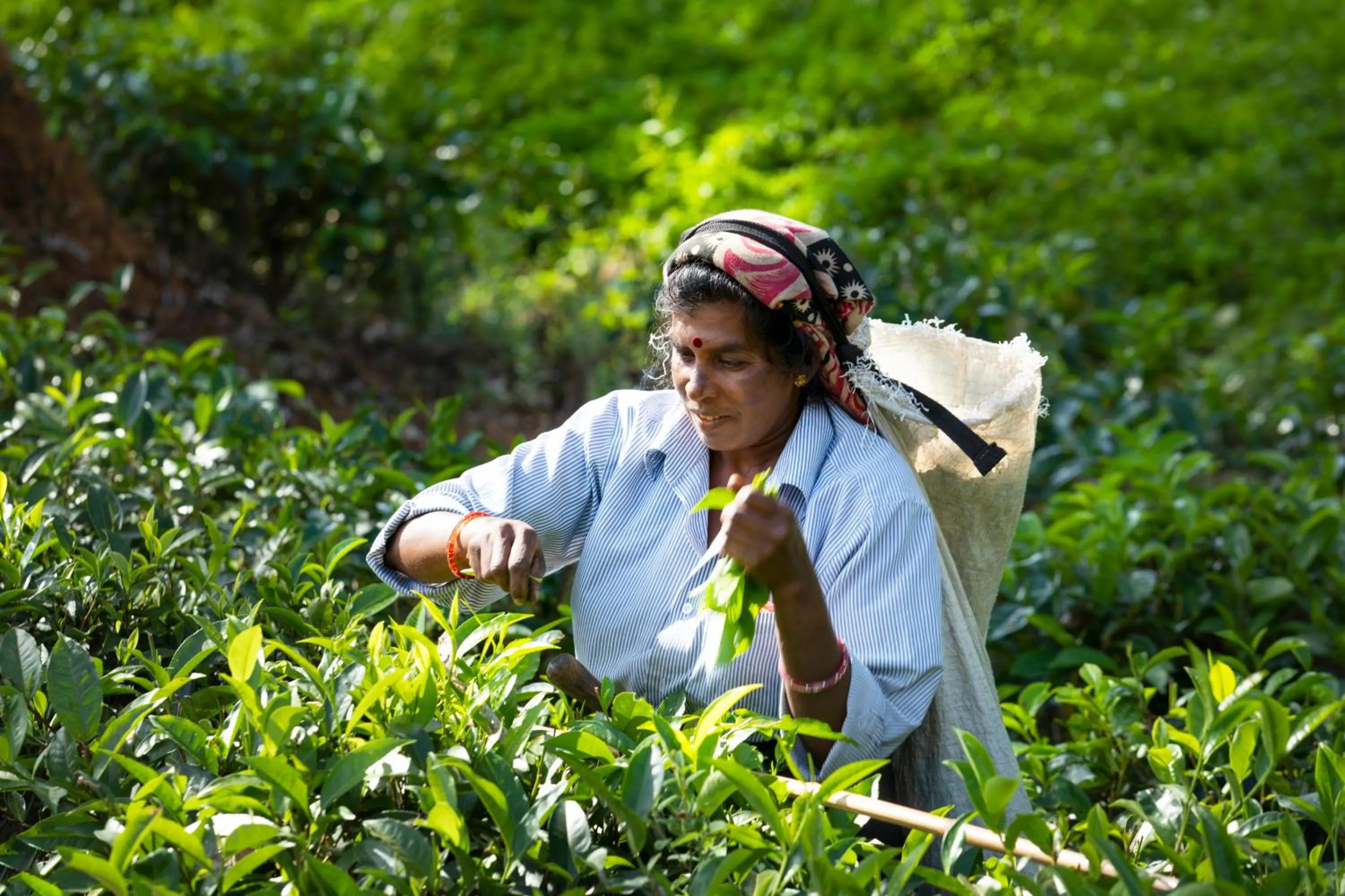 People in W15 Hanthana Estate Kandy