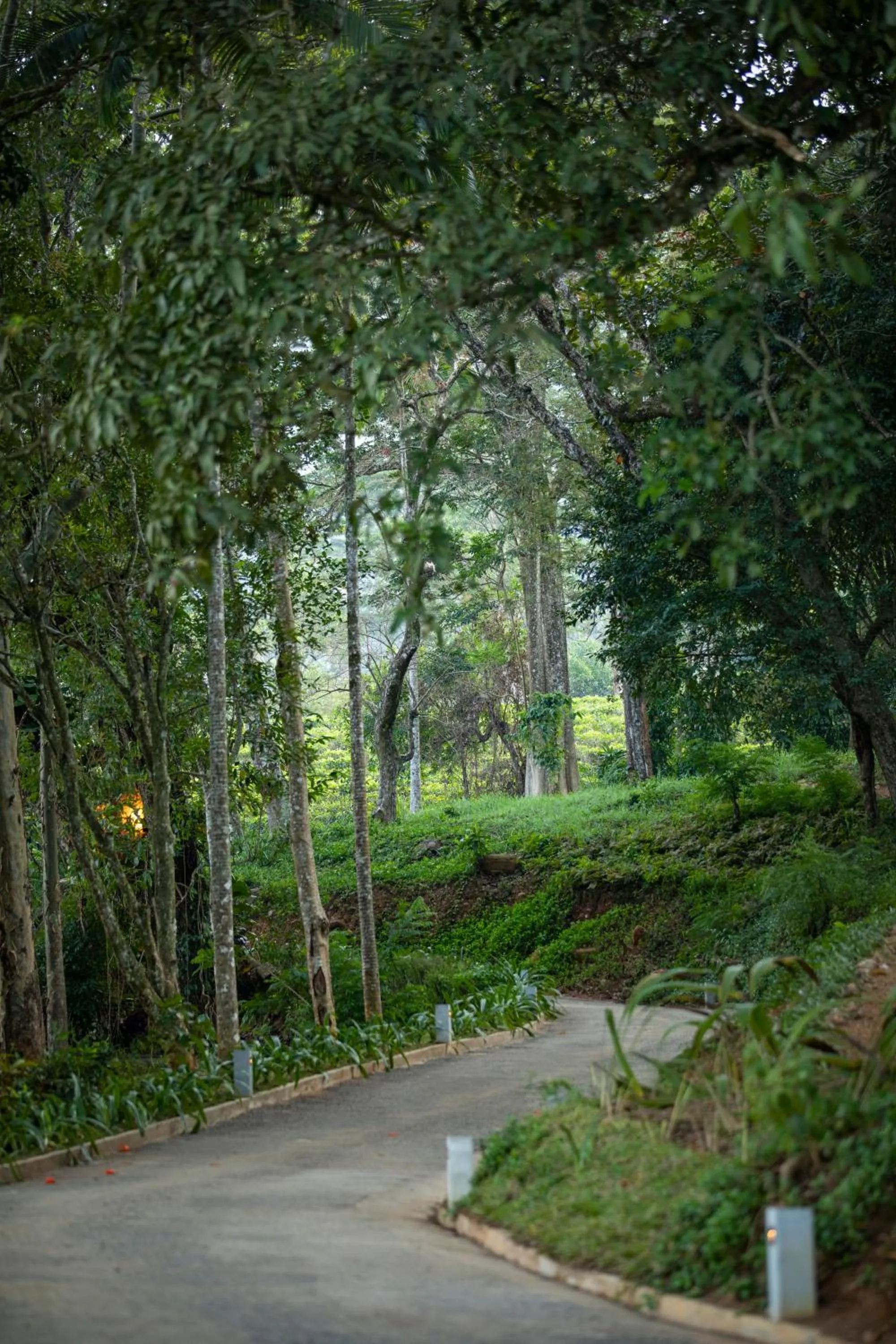 Natural landscape in W15 Hanthana Estate Kandy