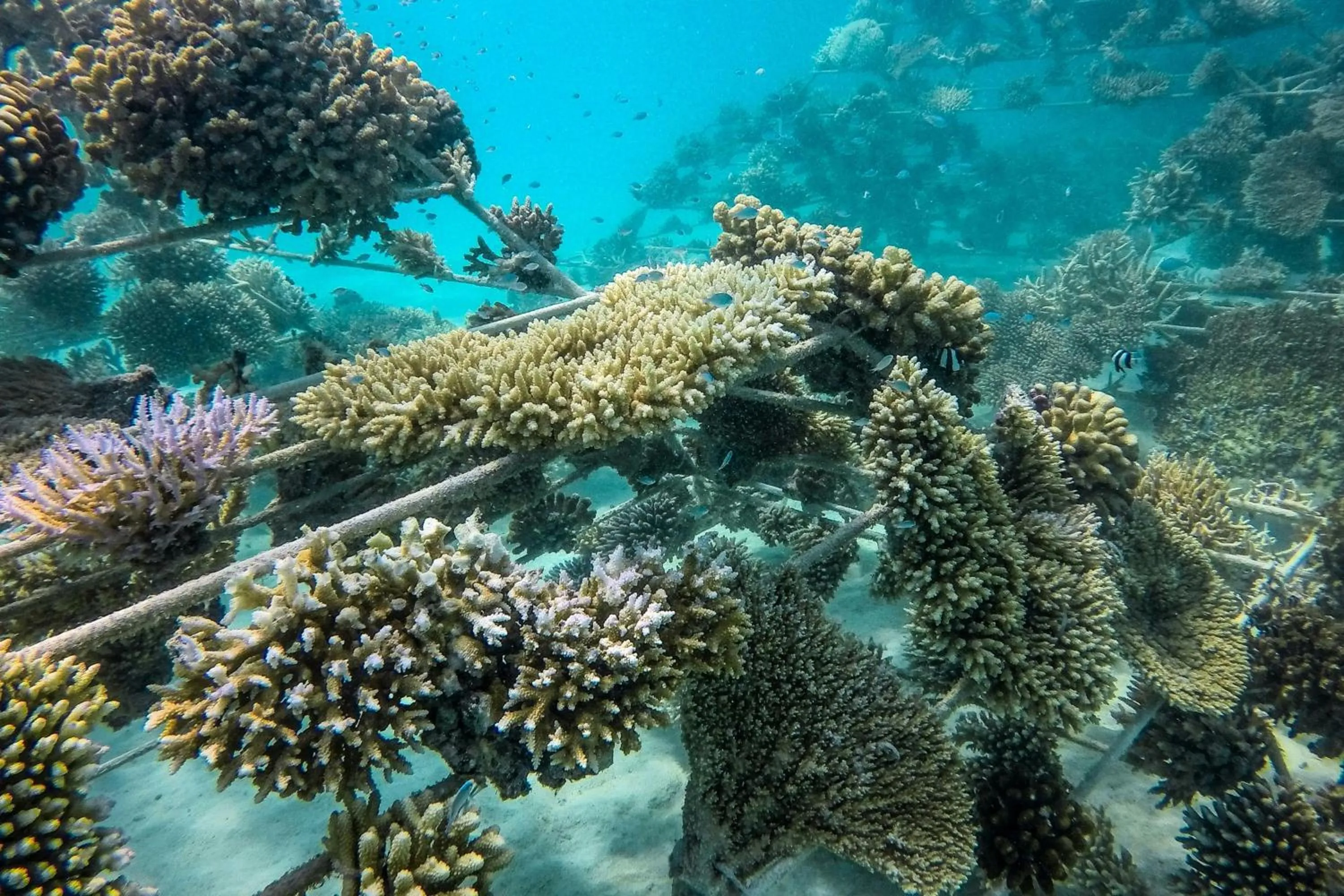 Other in Sheraton Maldives Full Moon Resort & Spa